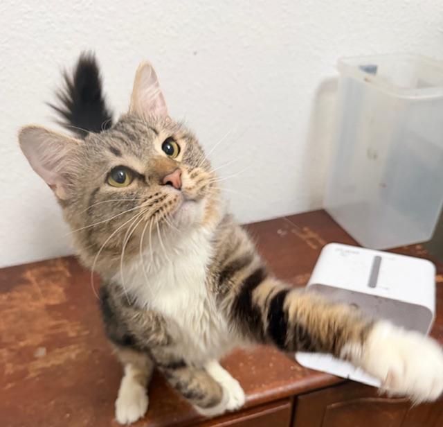 Enlarge Chickpea, a ADOPTABLE Domestic Medium Hair in Eugene, OR image 2/6