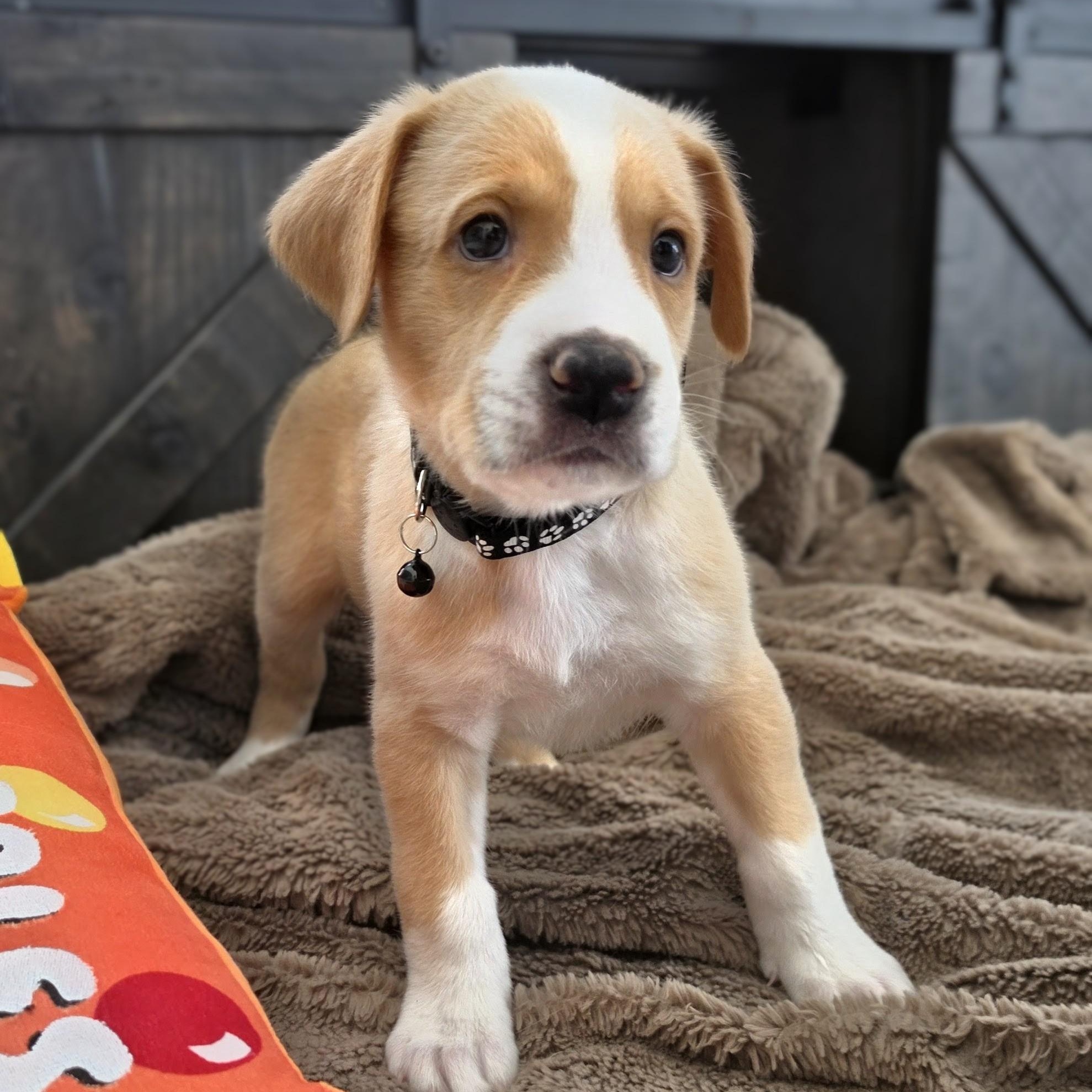 Enlarge Kobe, a Adoptable mixed breed in Lancaster, PA image 3/5