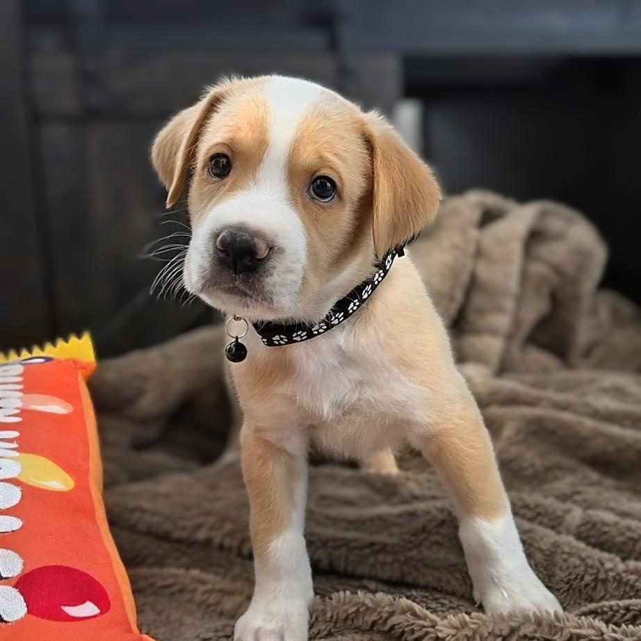 Kobe, Adoptable, Puppy Male Labrador Retriever.