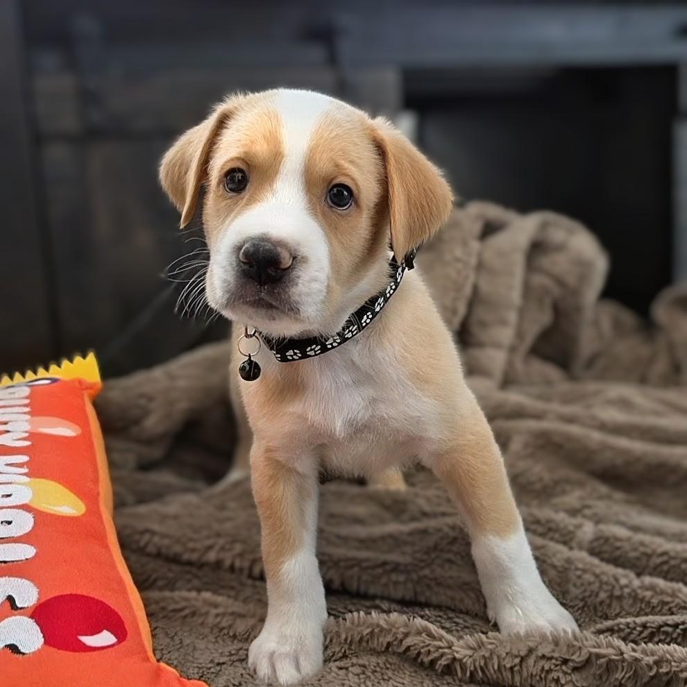 Enlarge Kobe, a Adoptable mixed breed in Lancaster, PA image 4/5