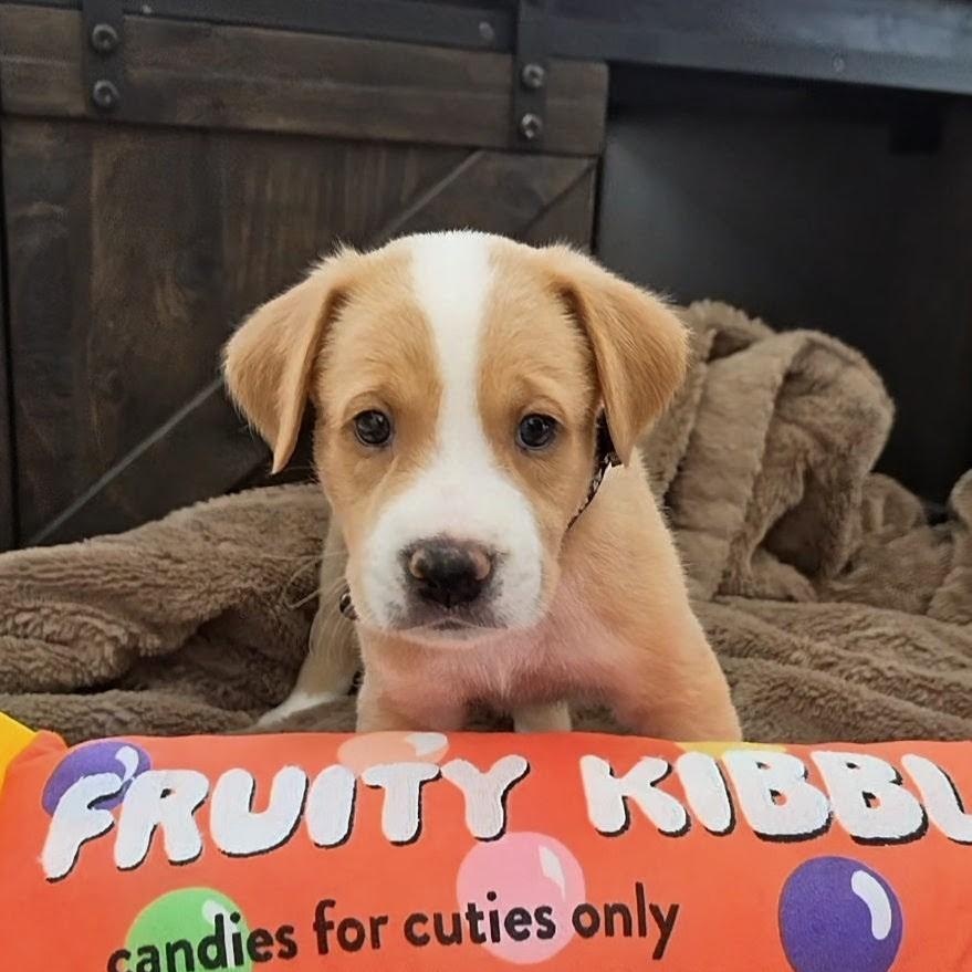 Enlarge Kobe, a Adoptable mixed breed in Lancaster, PA image 2/5