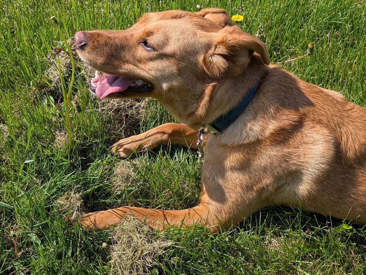 Enlarge Saragi, a Adoptable mixed breed in Carthage, IL image 6/6