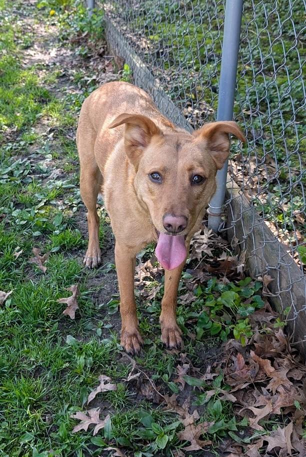 Enlarge Saragi, a Adoptable mixed breed in Carthage, IL image 4/6