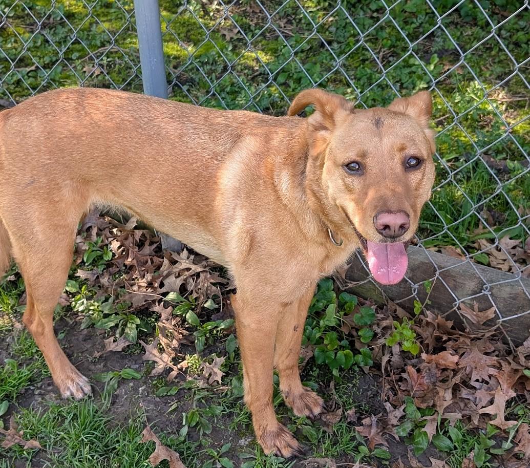 Enlarge Saragi, a Adoptable mixed breed in Carthage, IL image 2/6