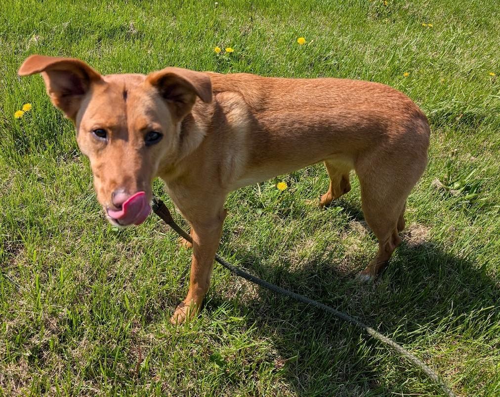 Enlarge Saragi, a Adoptable mixed breed in Carthage, IL image 5/6