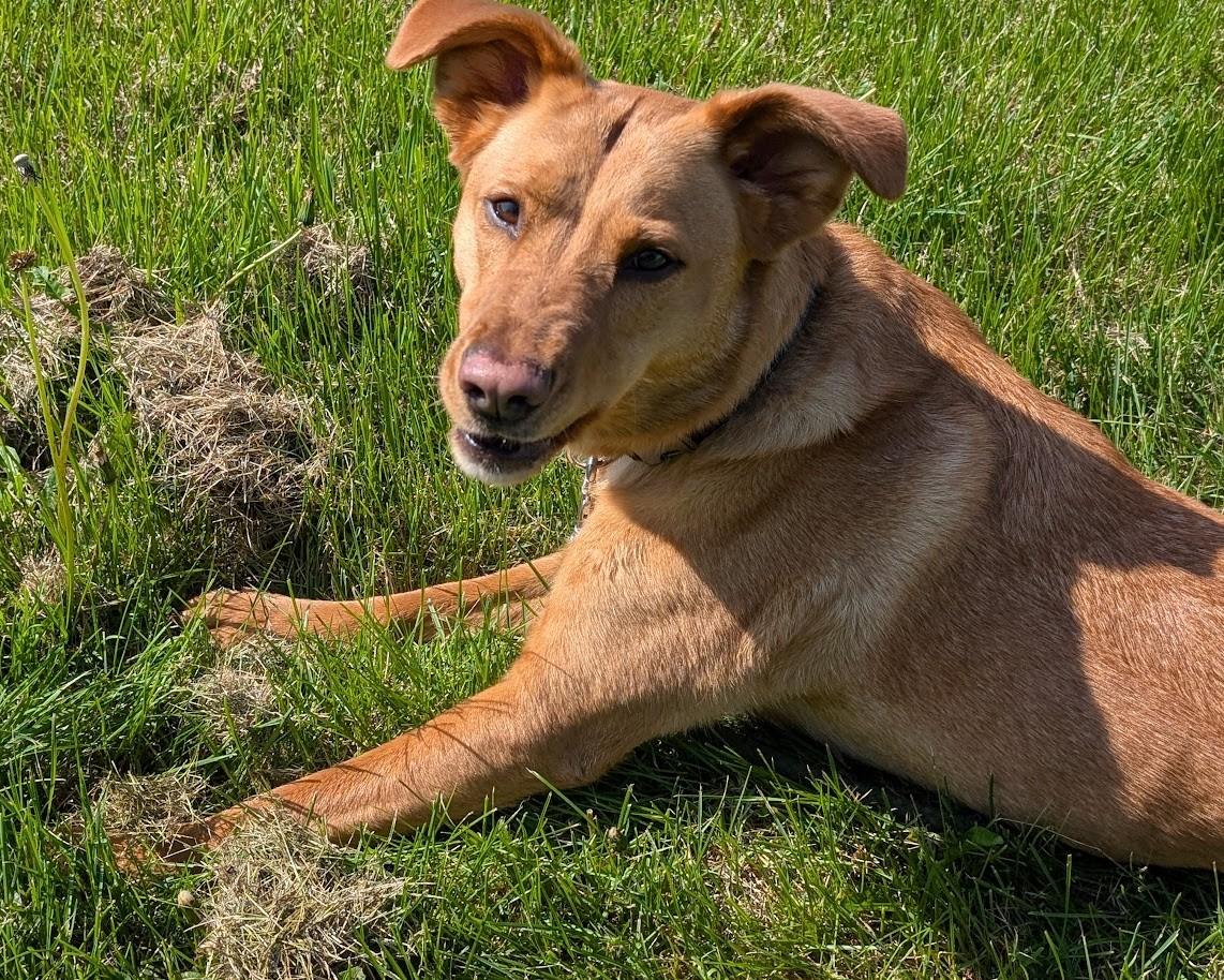 Enlarge Saragi, a Adoptable mixed breed in Carthage, IL image 3/6