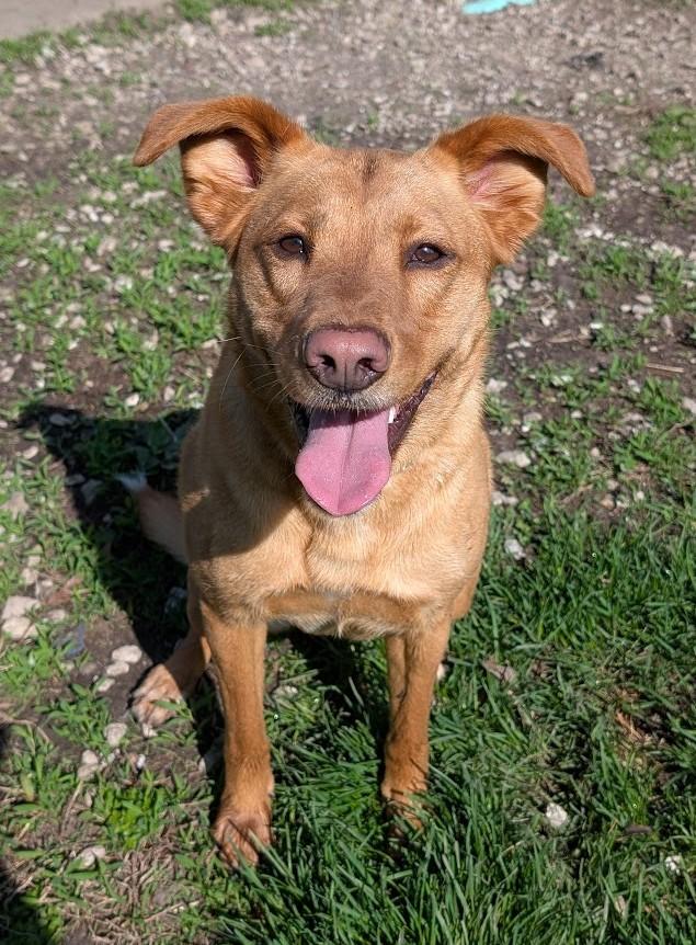 Saragi, Adoptable, Adult Female Terrier & Labrador Retriever.