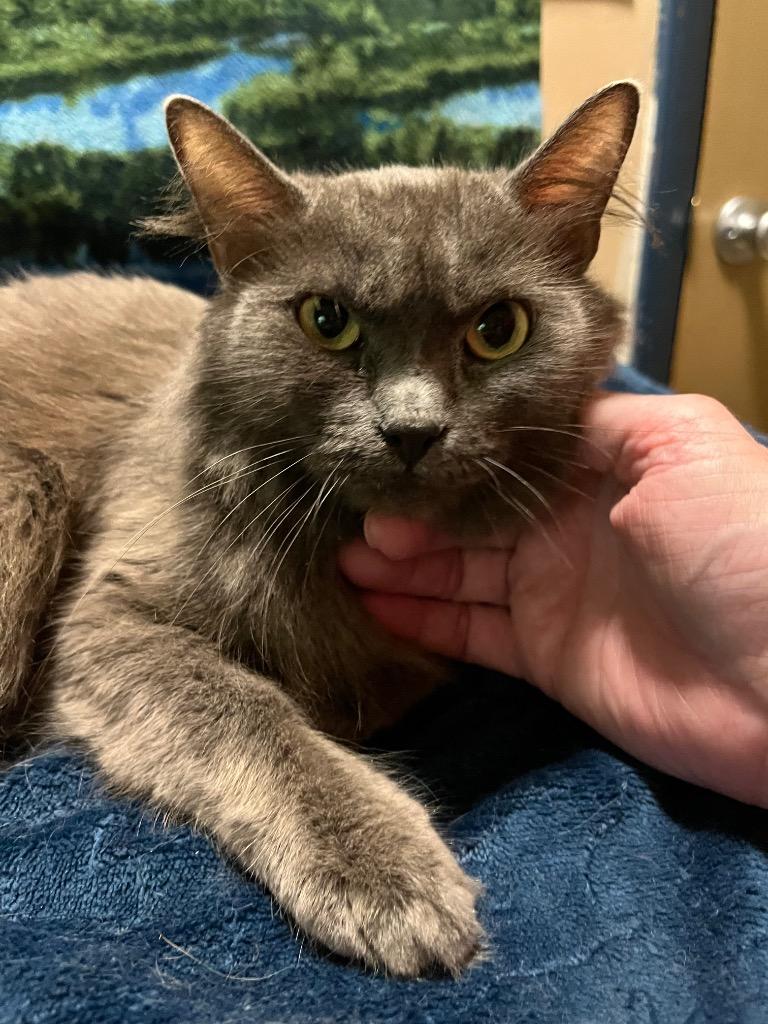 Ubiquity, Adoptable, Adult Female Domestic Medium Hair.