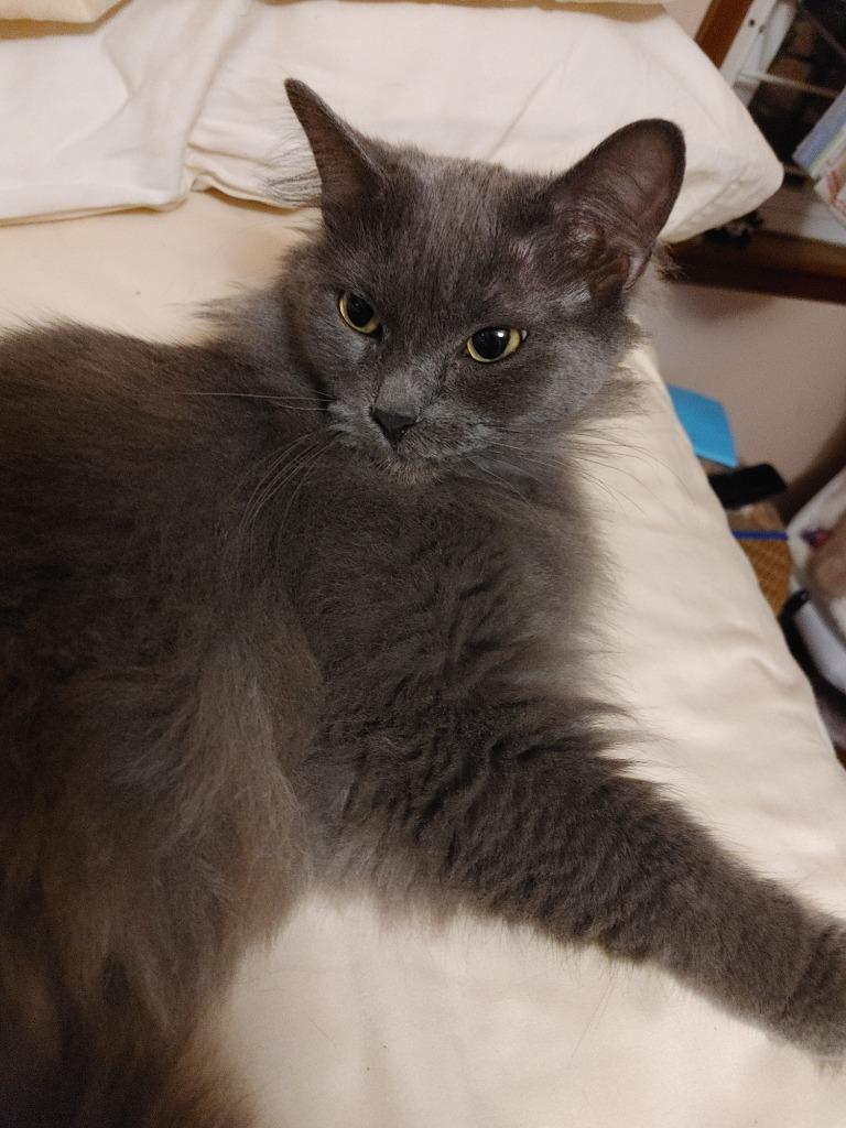 Enlarge Ubiquity, a Adoptable mixed breed in Merriam, KS image 3/3