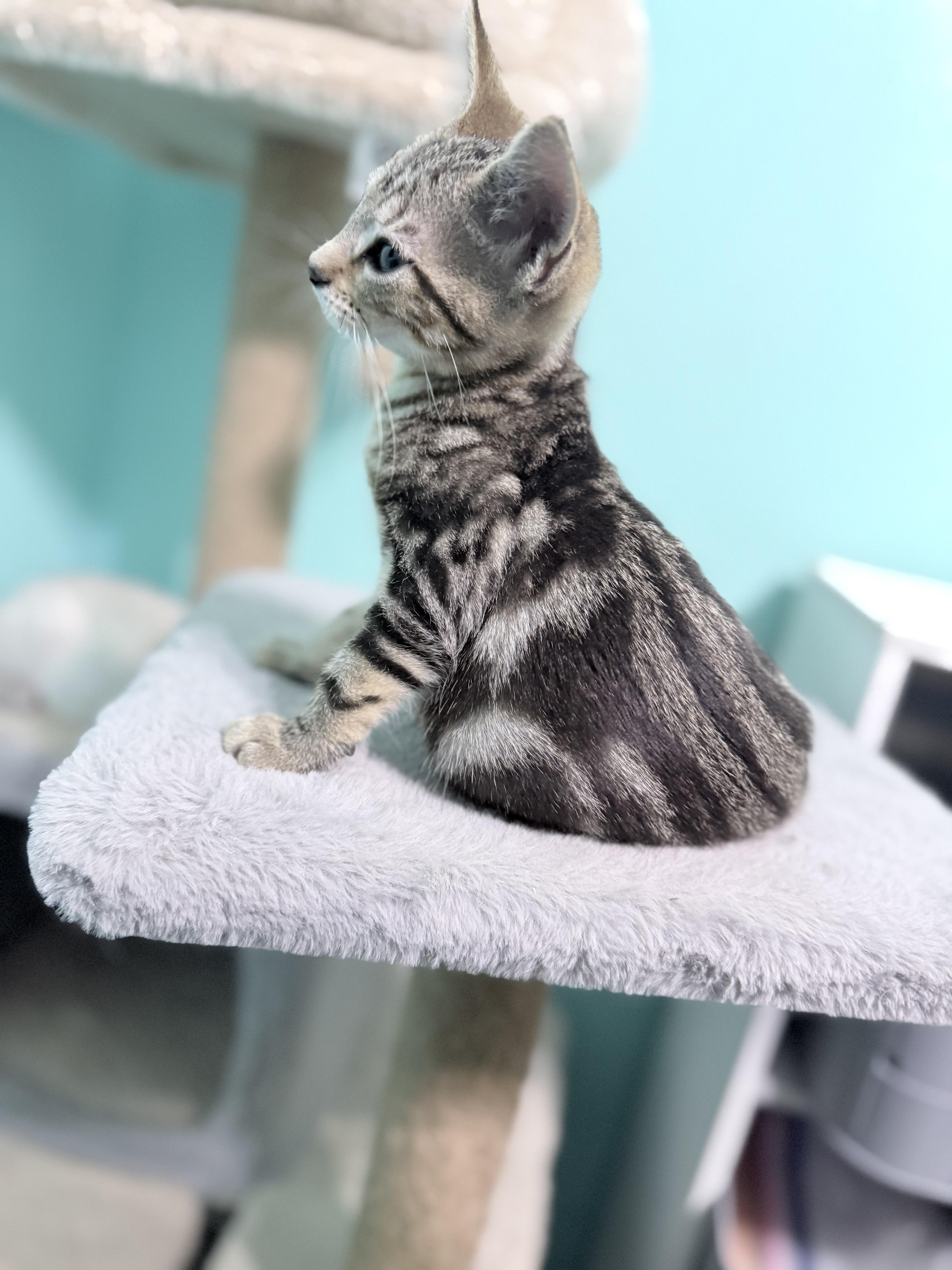 Enlarge Little Lady Girl, a Adopted mixed breed in Omaha, NE image 4/5