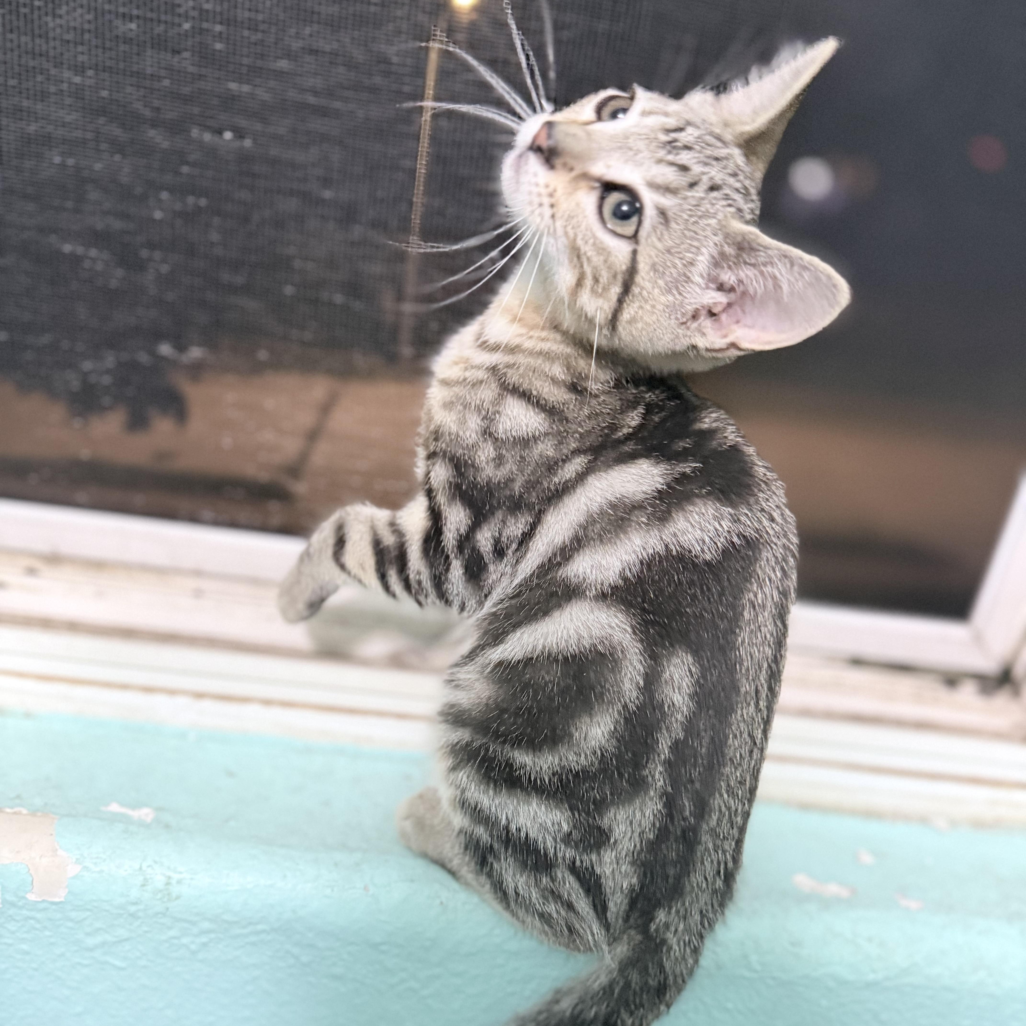 Enlarge Little Lady Girl, a Adopted mixed breed in Omaha, NE image 1/5