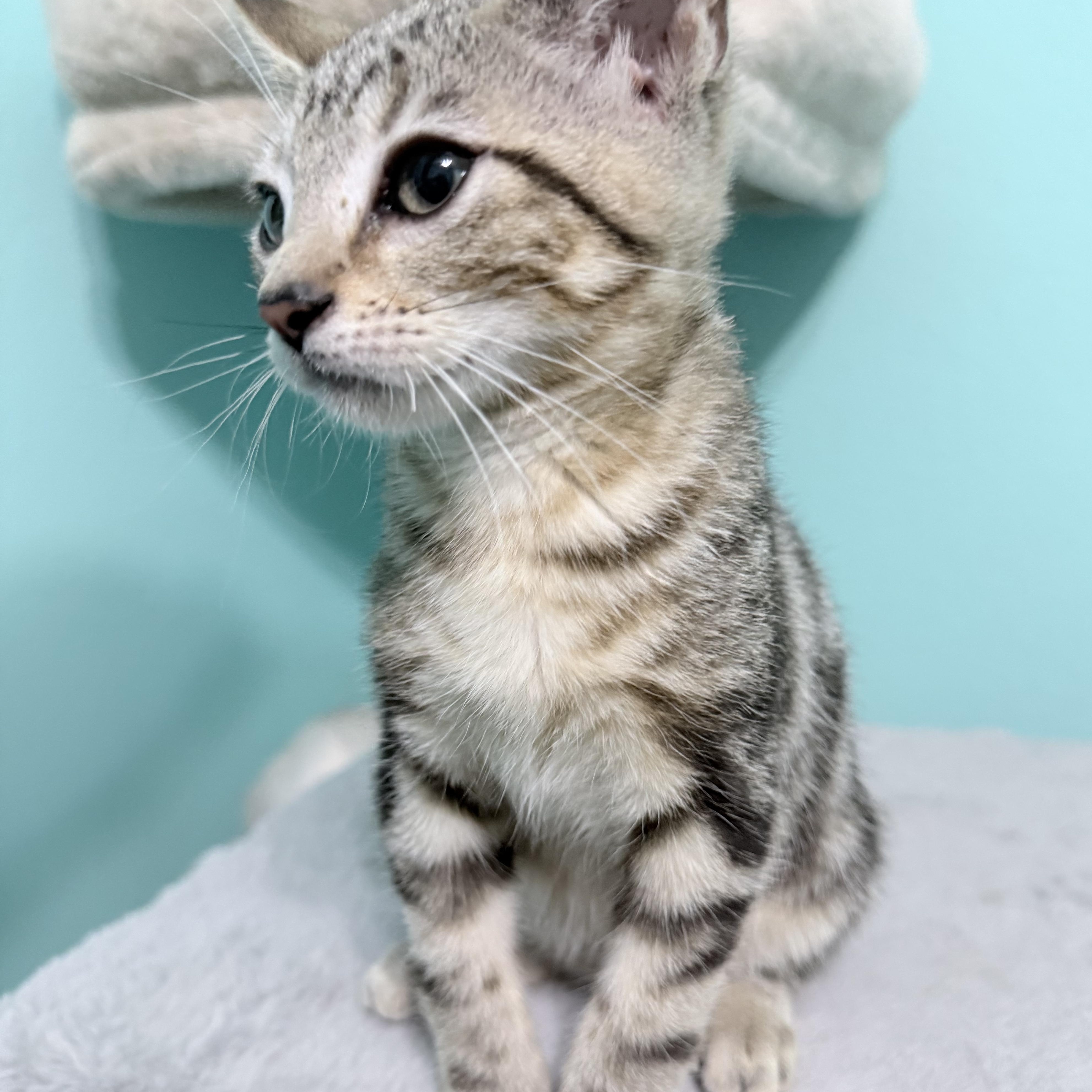 Enlarge Little Lady Girl, a Adopted mixed breed in Omaha, NE image 5/5