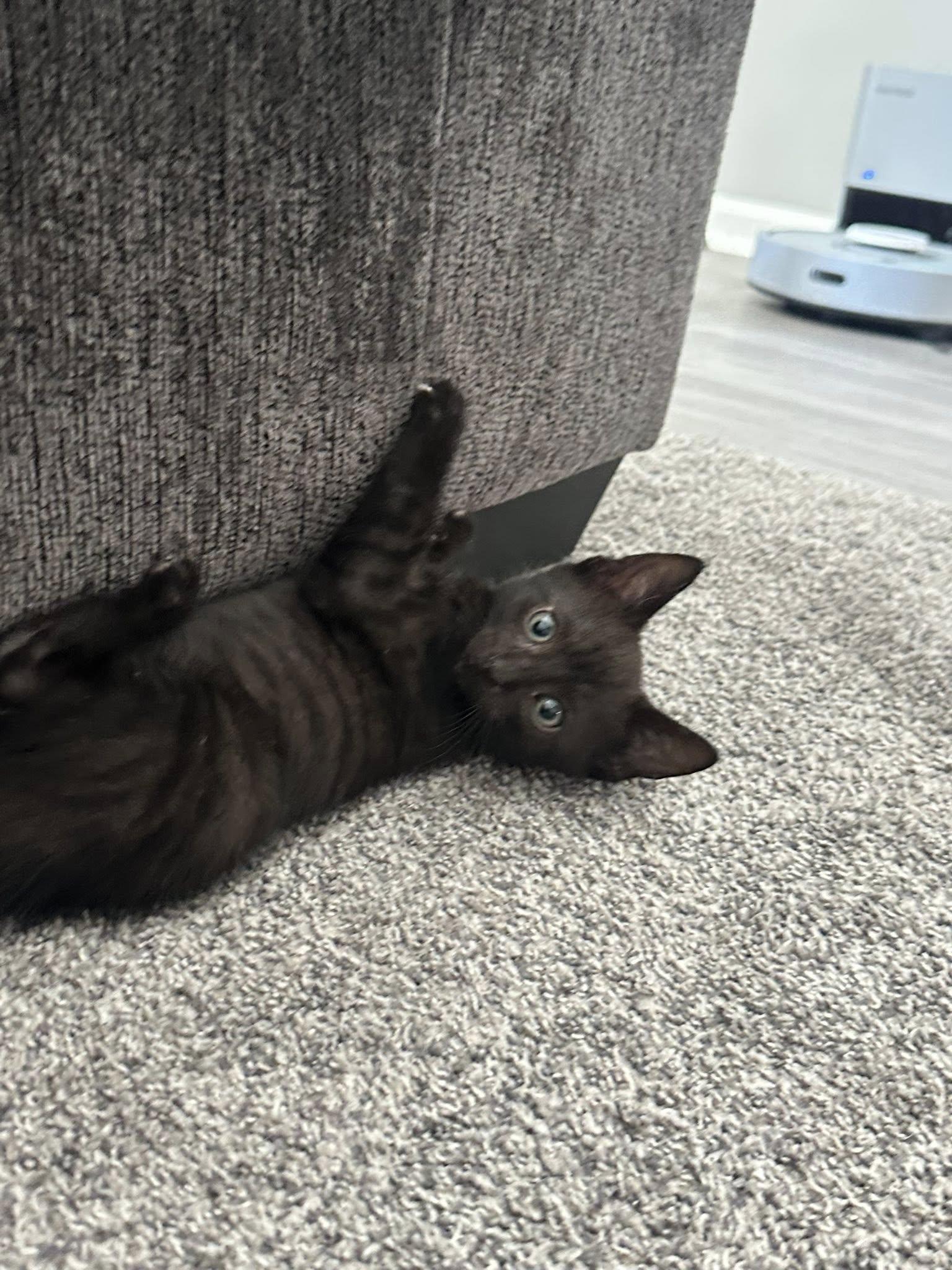 Nebula Jones, ADOPTABLE, Kitten Male Domestic Short Hair.