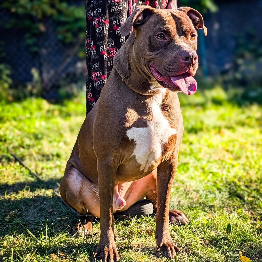 Zeke, a Adoptable mixed breed in Detroit, MI image 1/3