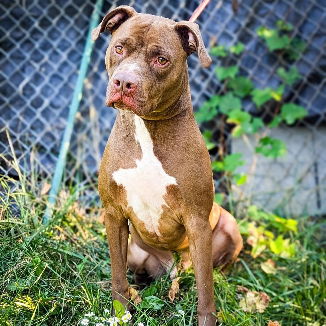 Zeke, Young Male Pit Bull Terrier
