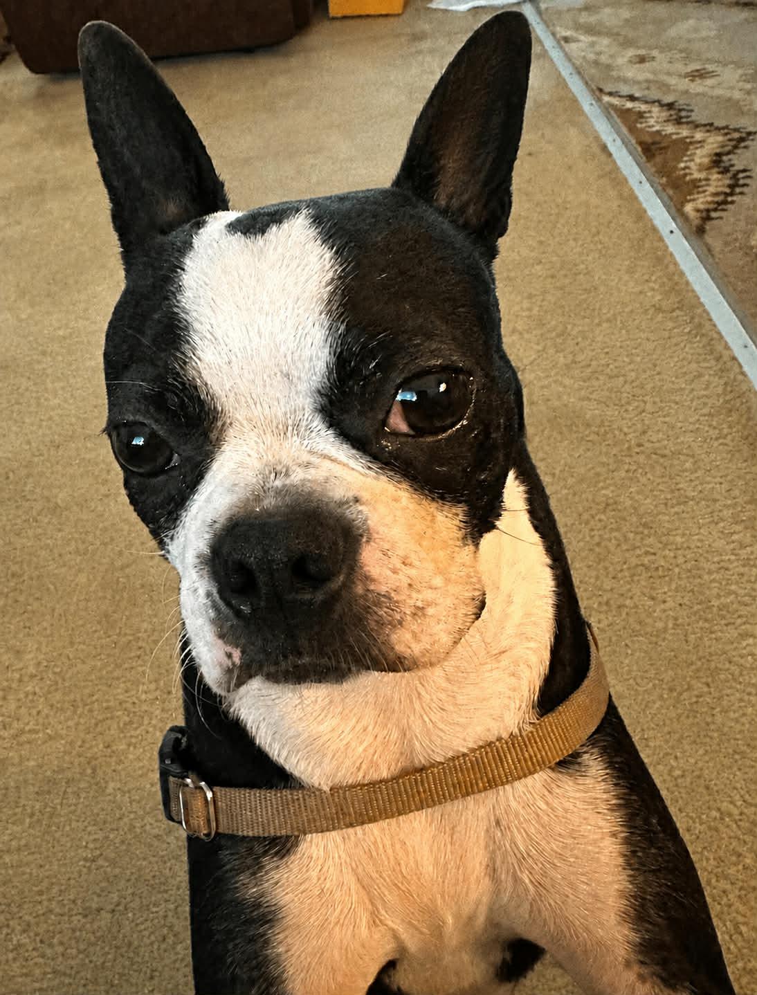 Betty, adopted, Adult Female Boston Terrier.