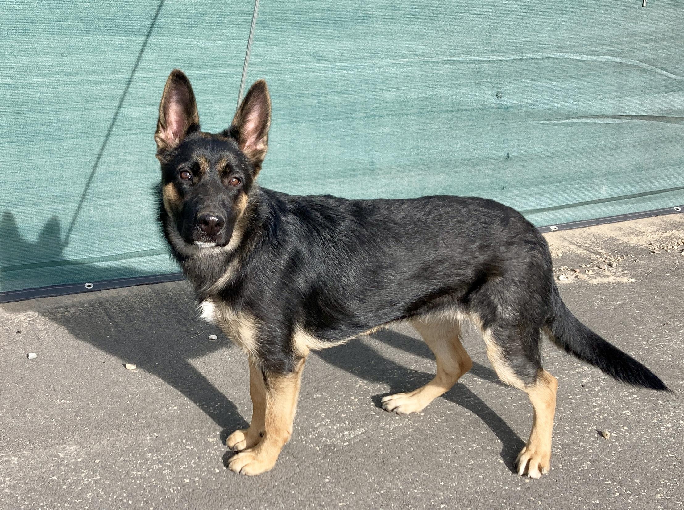 Enlarge Priscilla, a ADOPTABLE mixed breed in Camp Pendleton, CA image 5/6