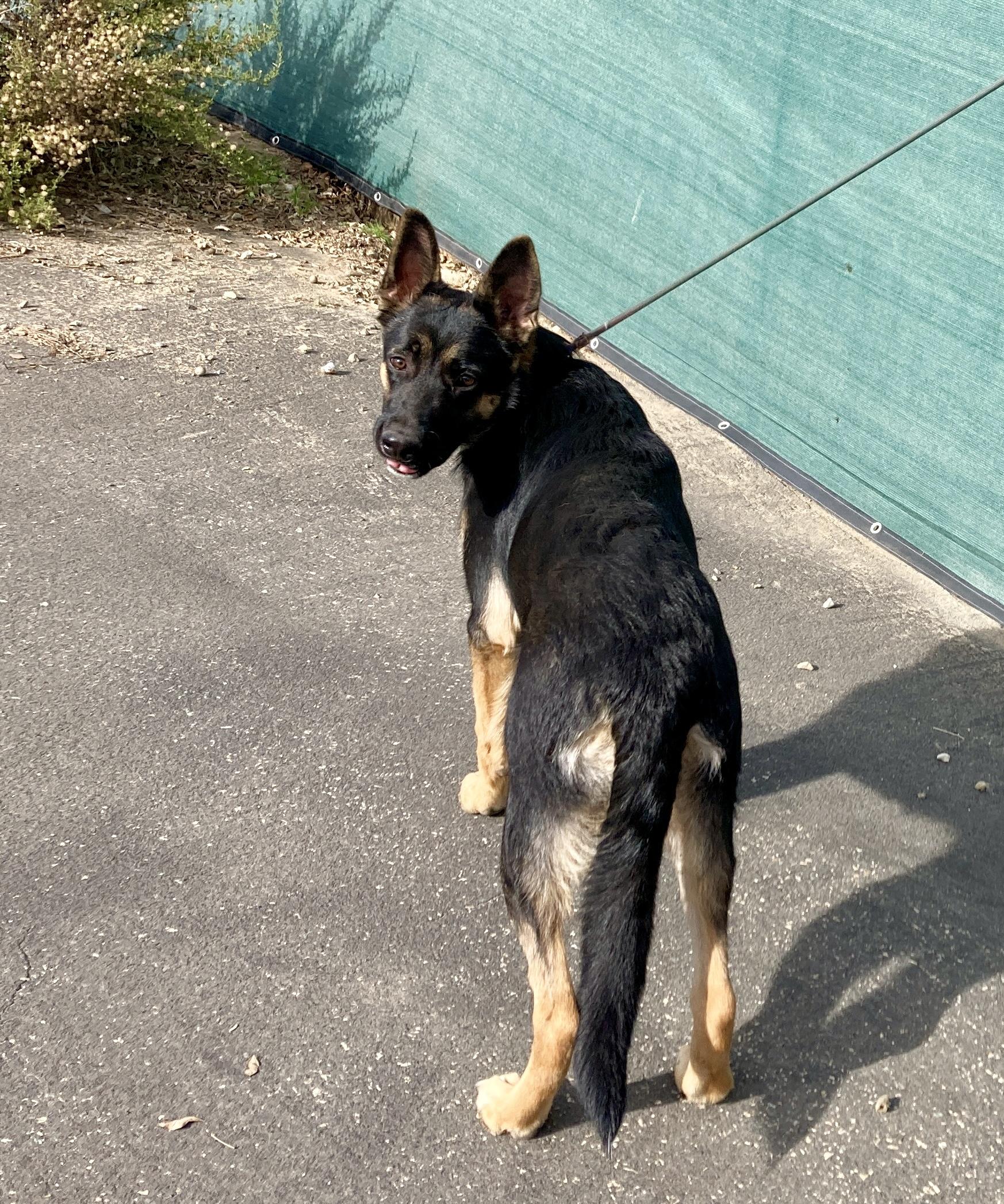 Enlarge Priscilla, a ADOPTABLE mixed breed in Camp Pendleton, CA image 6/6