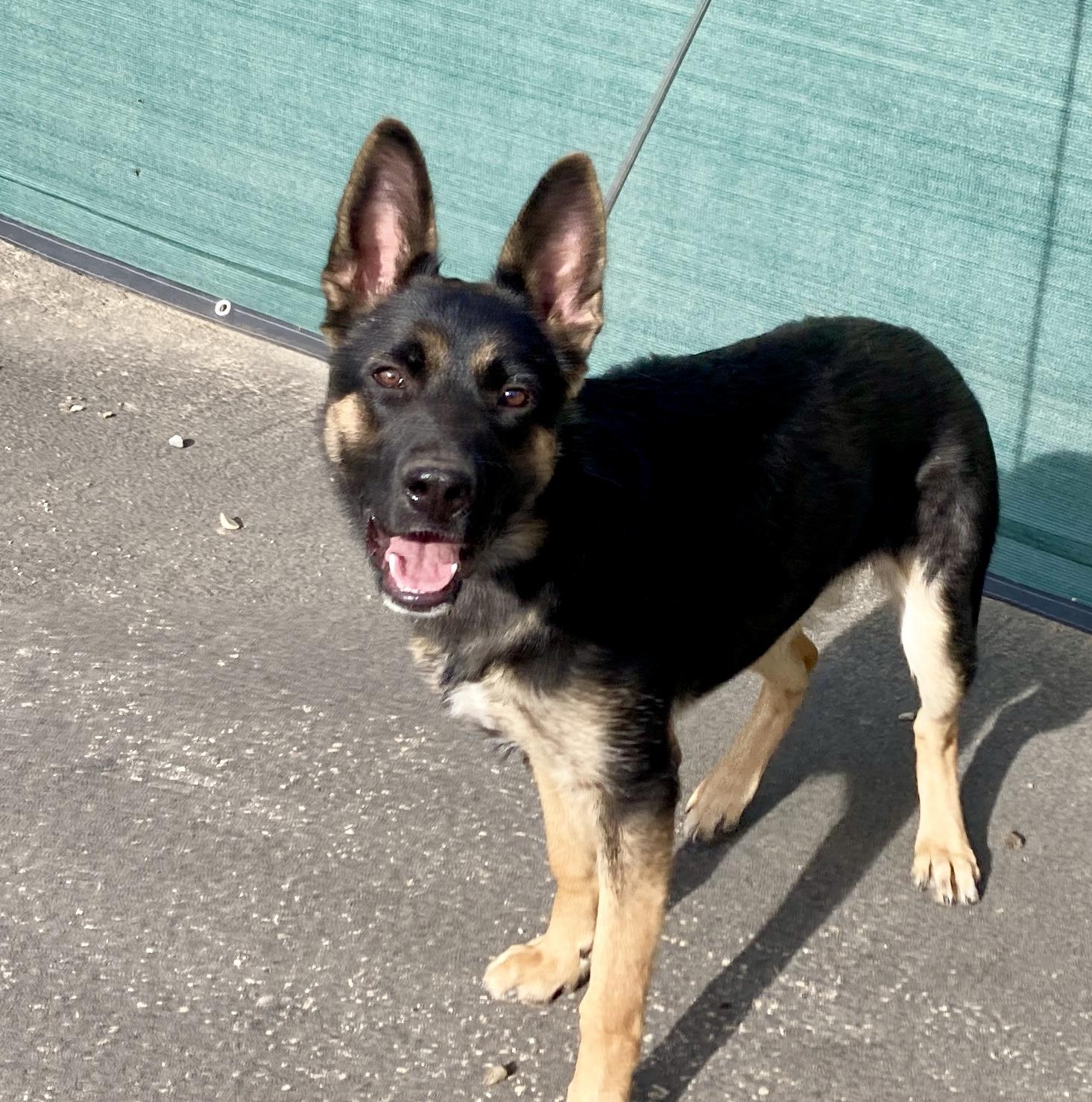 Enlarge Priscilla, a ADOPTABLE mixed breed in Camp Pendleton, CA image 3/6