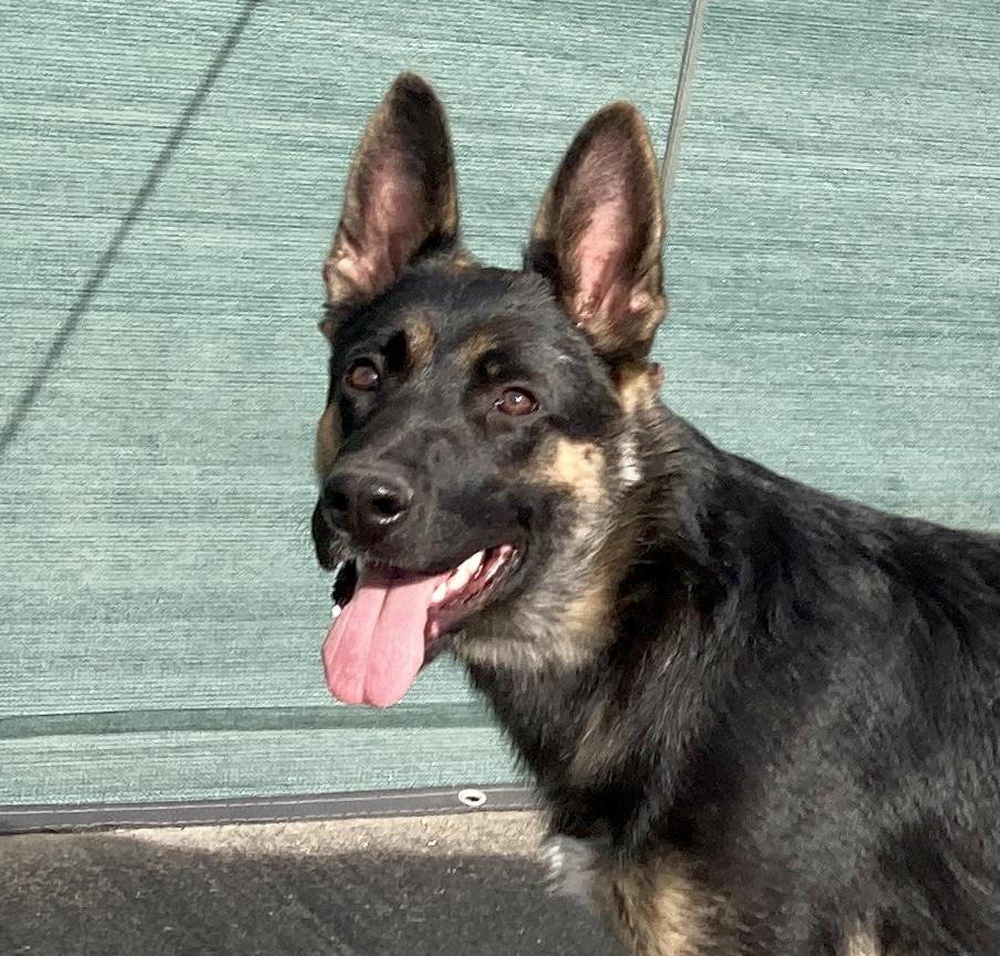 Enlarge Priscilla, a ADOPTABLE mixed breed in Camp Pendleton, CA image 1/6