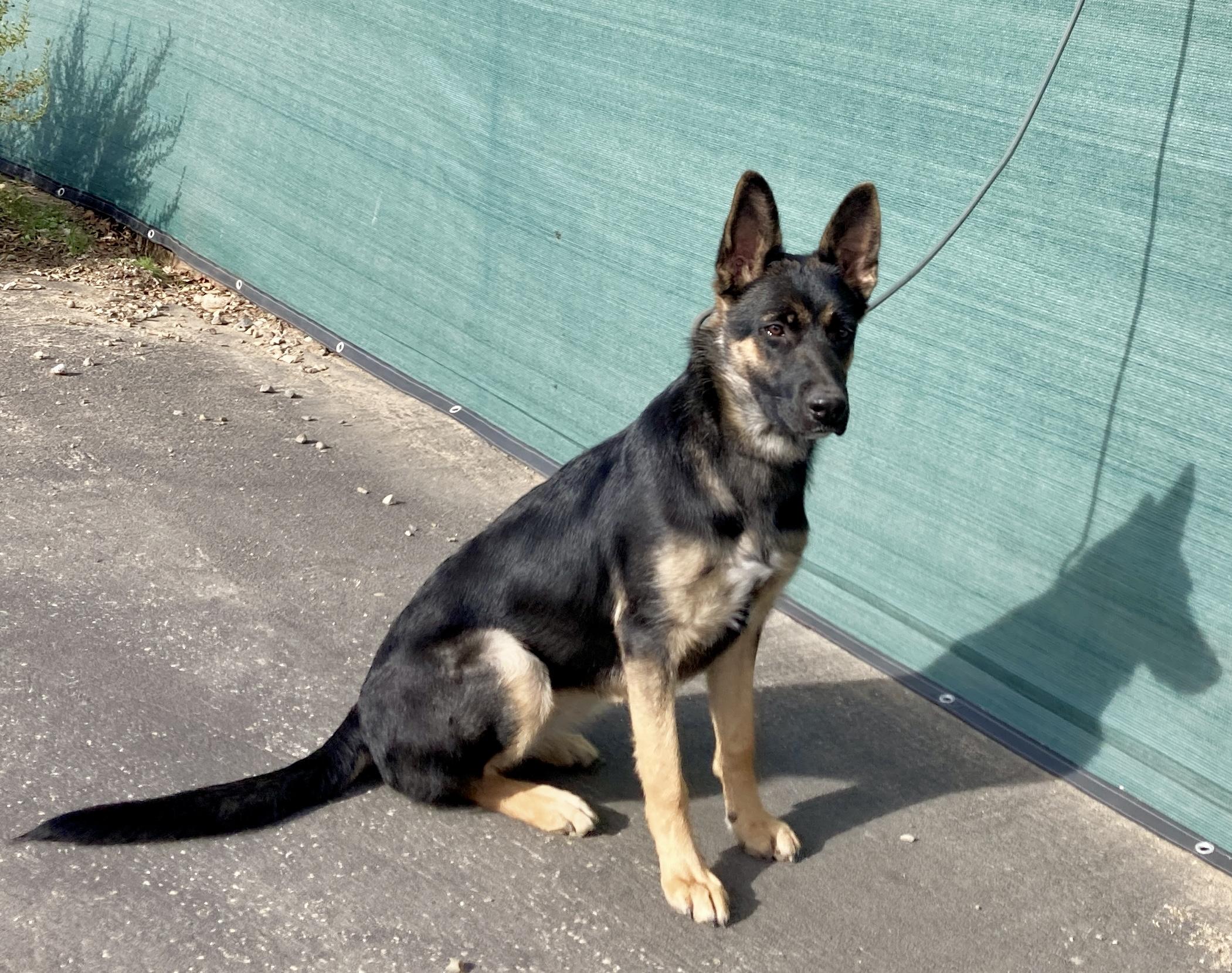 Enlarge Priscilla, a ADOPTABLE mixed breed in Camp Pendleton, CA image 4/6