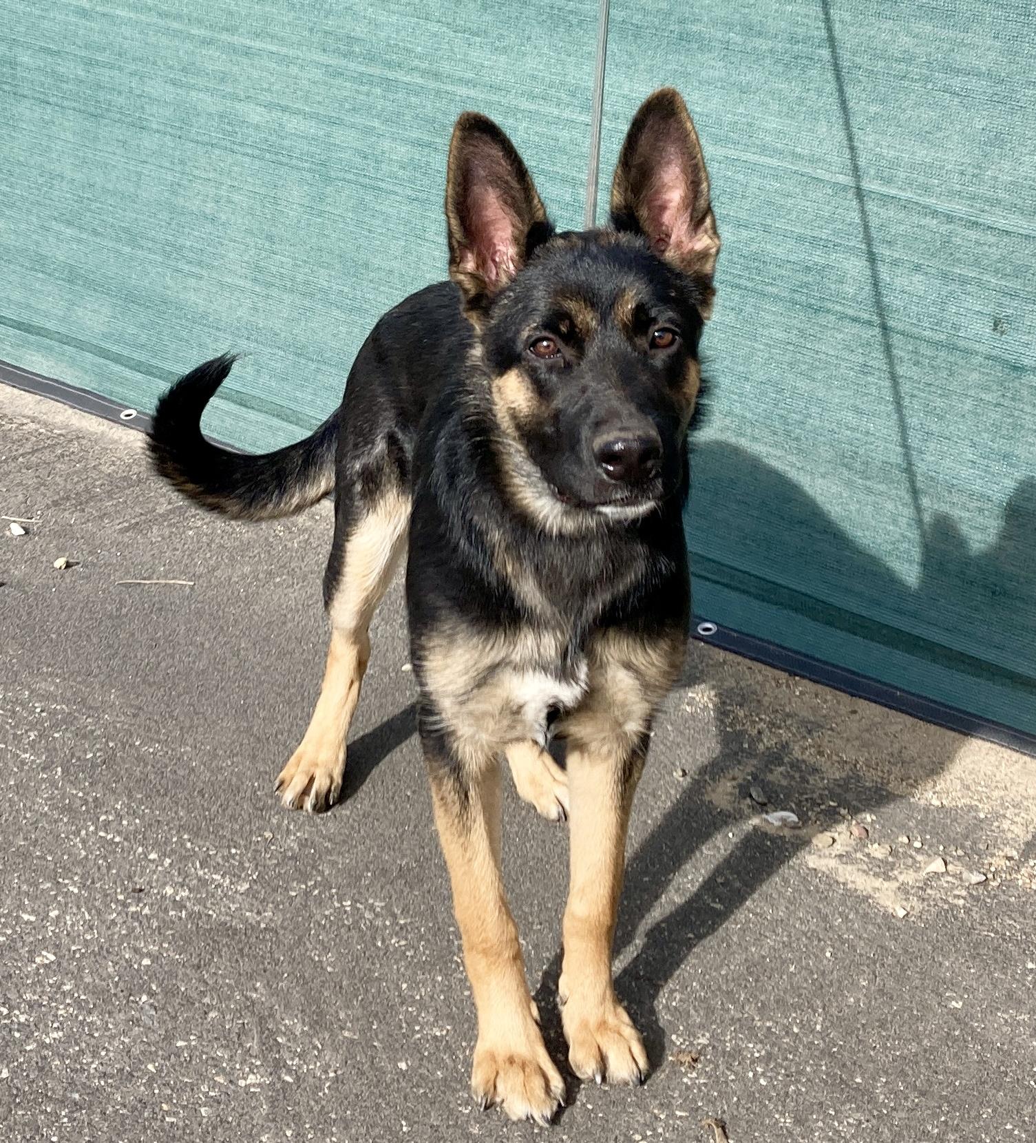 Enlarge Priscilla, a ADOPTABLE mixed breed in Camp Pendleton, CA image 2/6