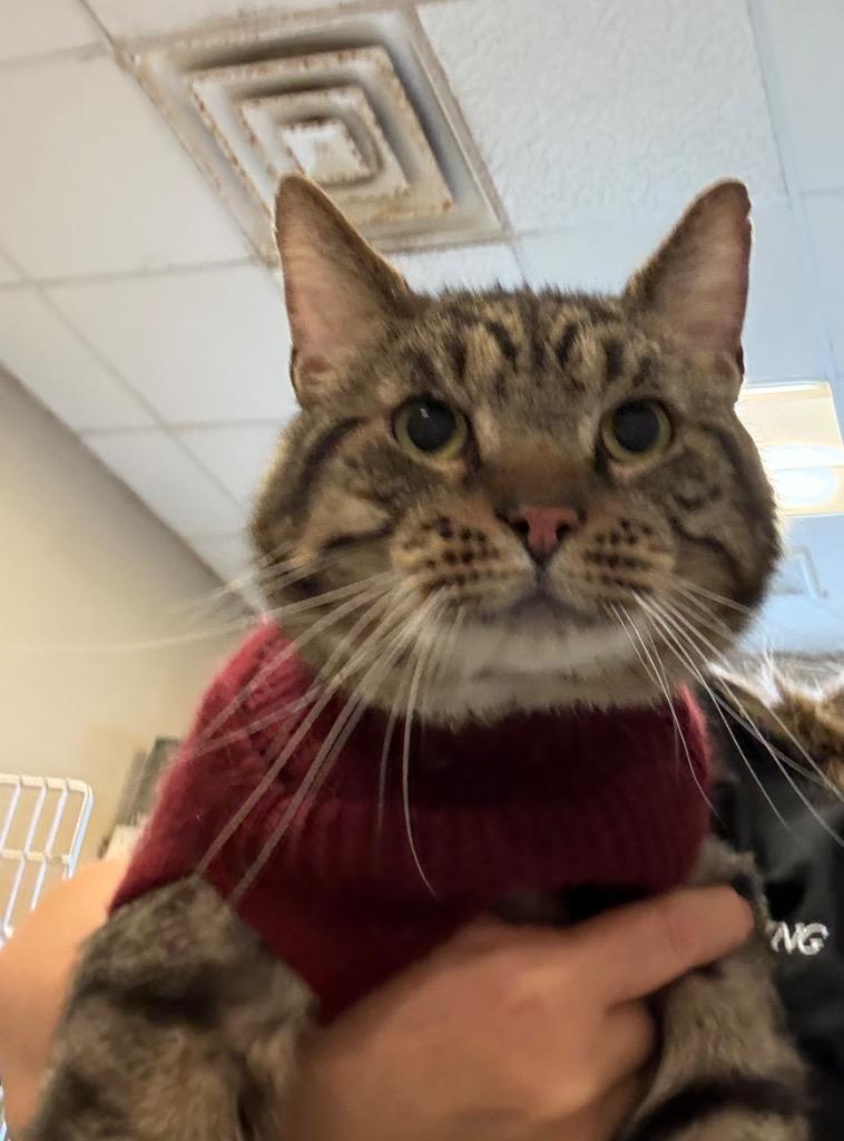 Freddy, Adoptable, Adult Male Domestic Short Hair.