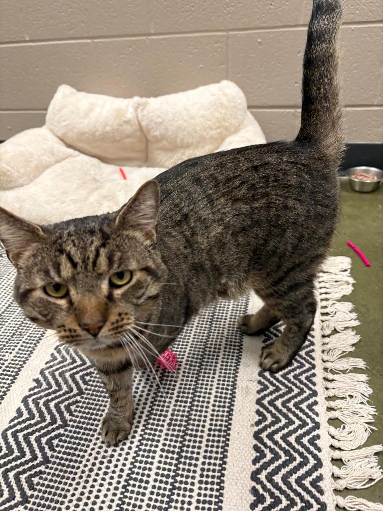 Enlarge Freddy, a Adoptable mixed breed in Gallatin, TN image 2/3