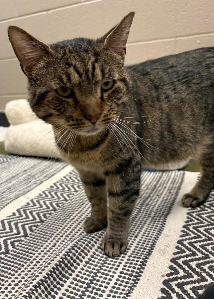 Enlarge Freddy, a Adoptable mixed breed in Gallatin, TN image 3/3