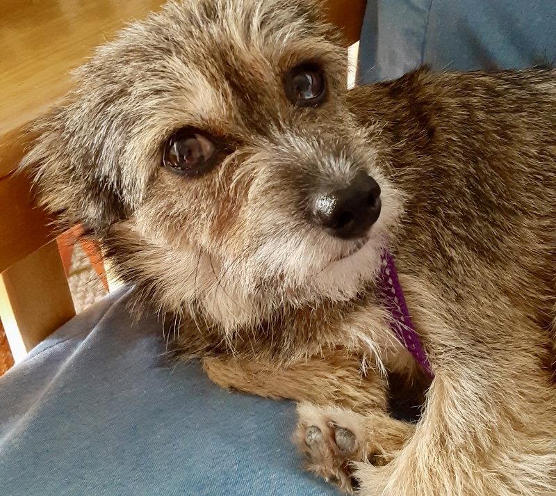 Enlarge Fiona, a Adoptable mixed breed in Alexandria, KY image 1/3