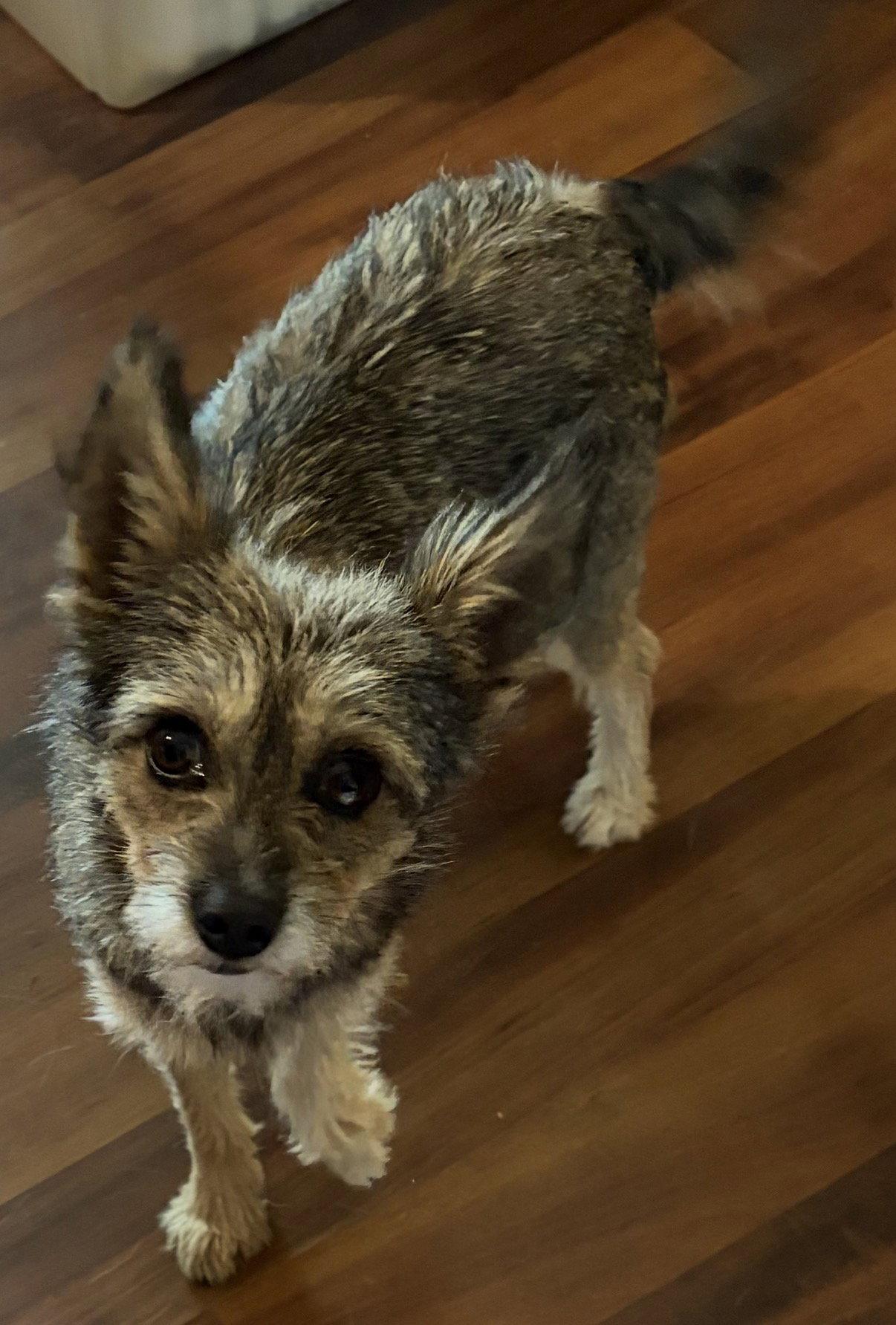 Fiona, Adoptable, Adult Female Yorkshire Terrier & Terrier.