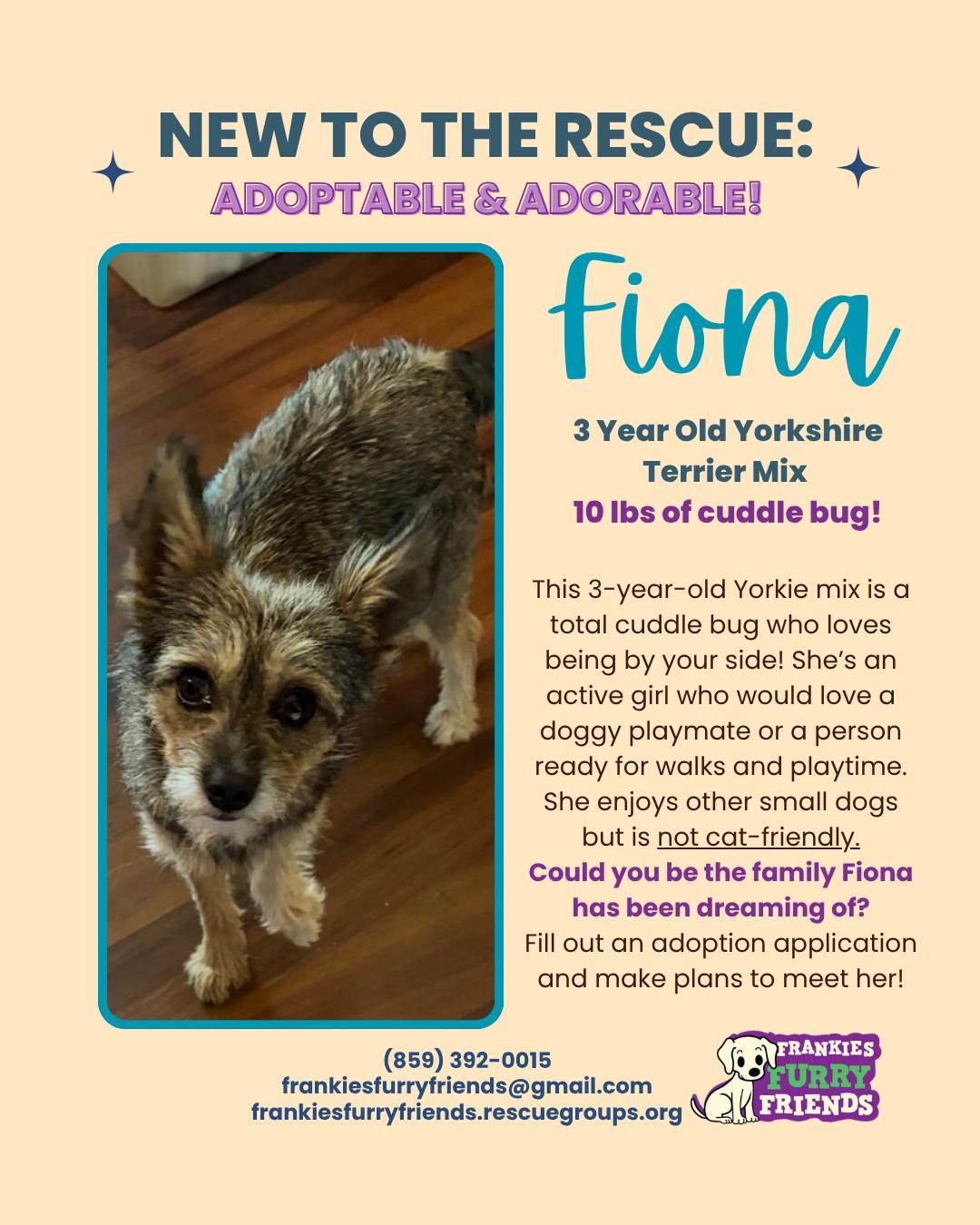 Enlarge Fiona, a Adoptable mixed breed in Alexandria, KY image 2/2
