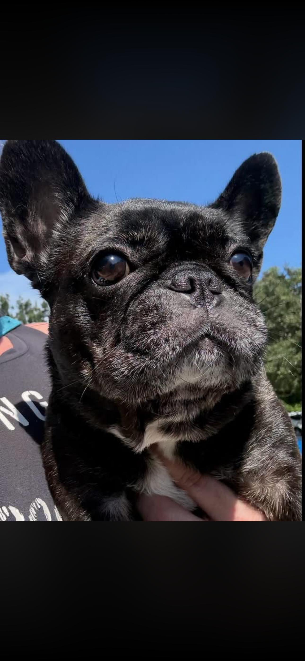 Croissant, Adopted, Young Female French Bulldog.
