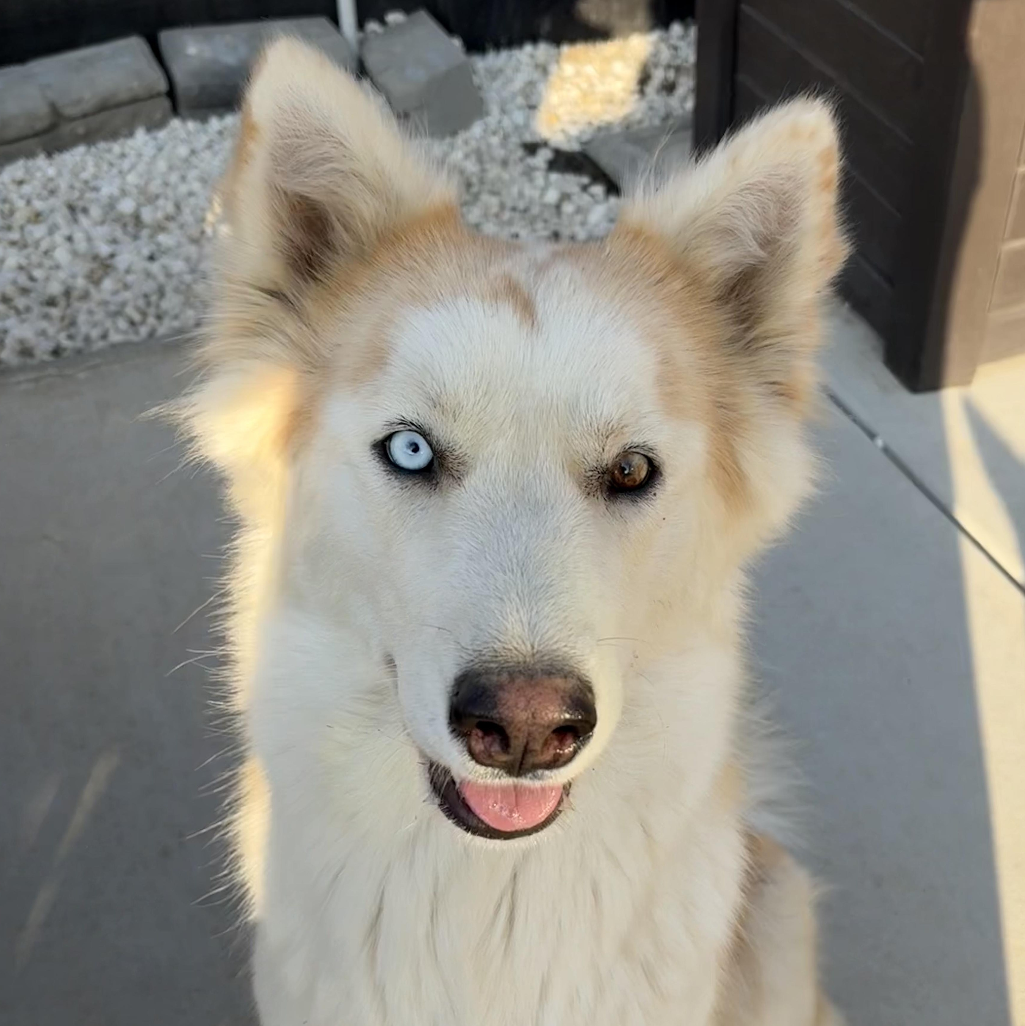 Ms. Gorgeous Elsie, adopted, Adult Female Siberian Husky & Golden Retriever.
