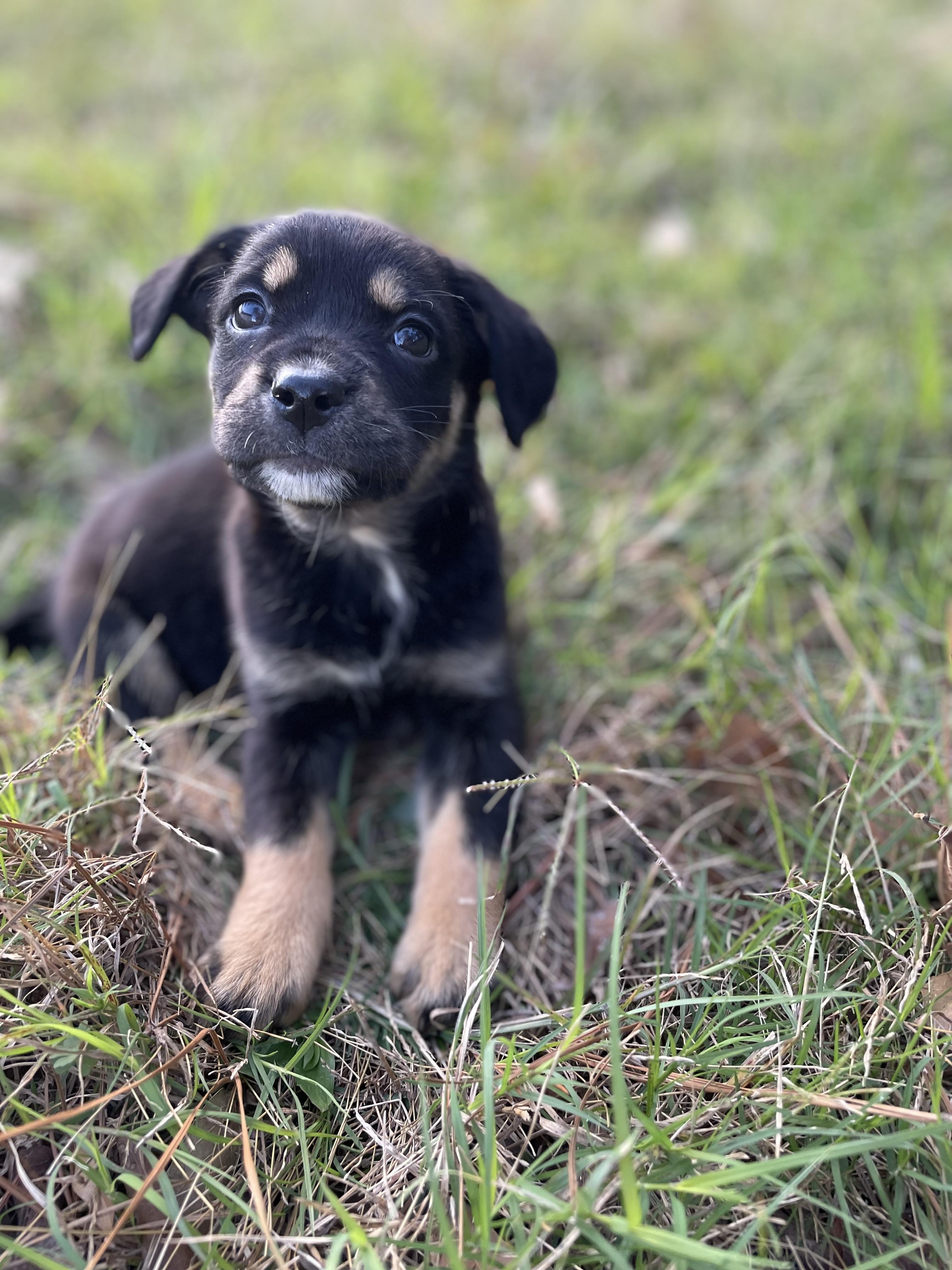 Isla, an adopted mixed breed in Wytheville, VA image 4/6
