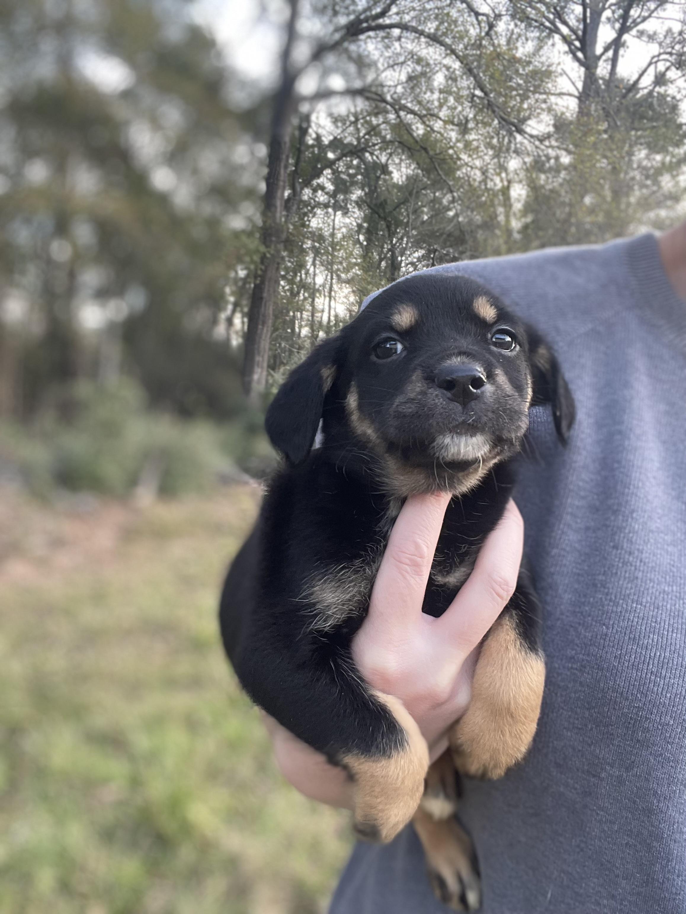 Isla, an adopted mixed breed in Wytheville, VA image 2/6