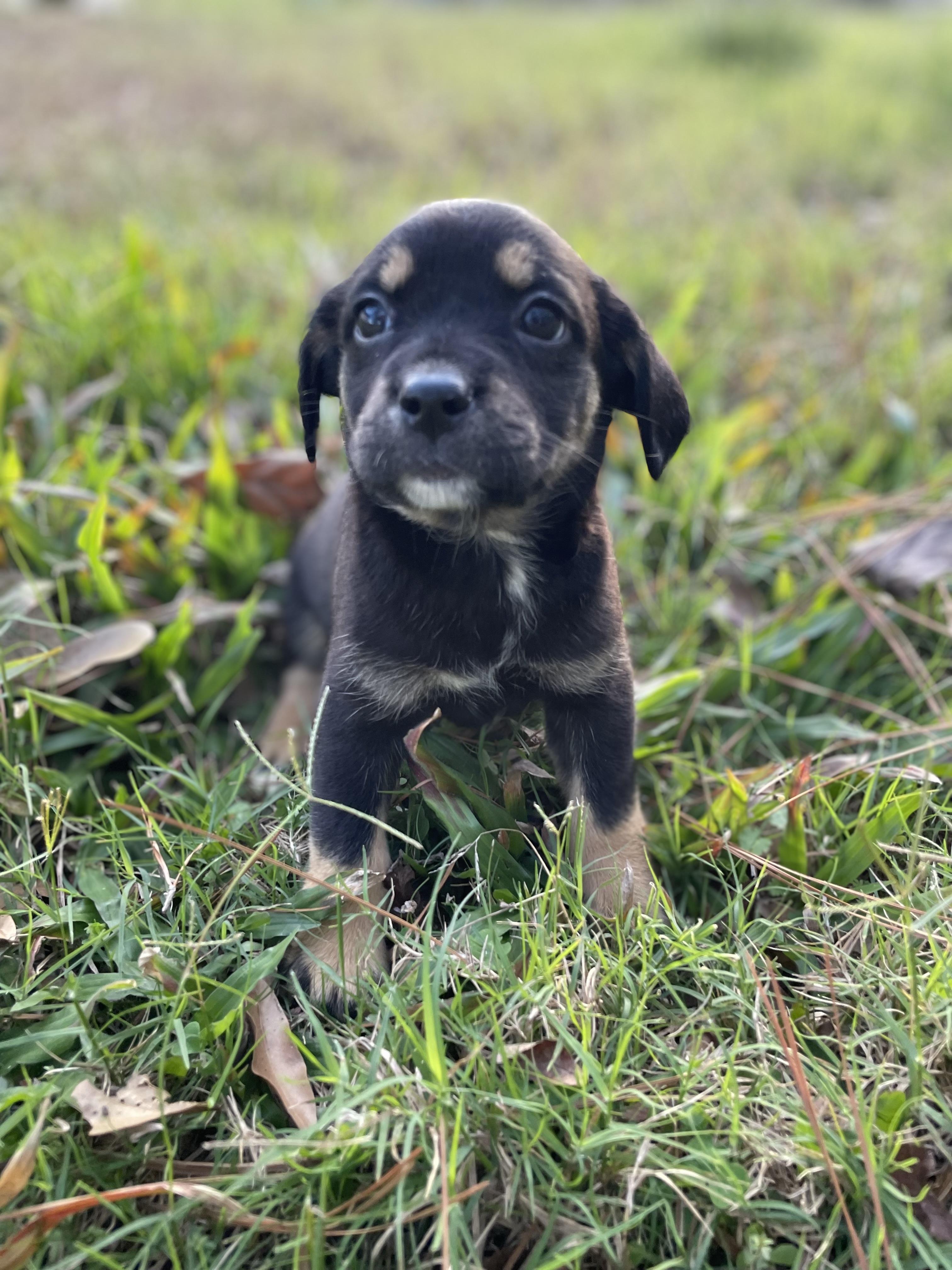 Isla, an adopted mixed breed in Wytheville, VA image 3/6