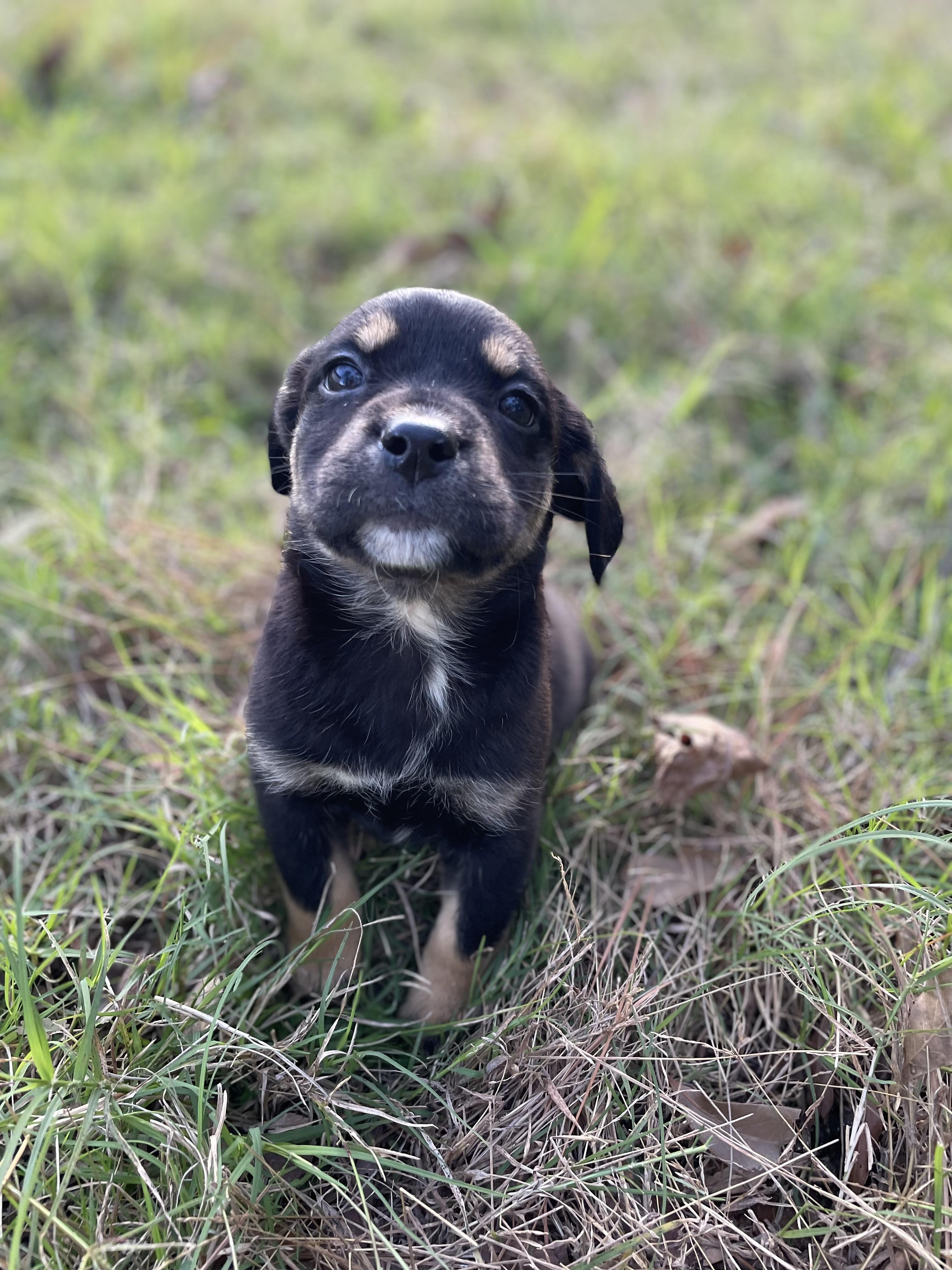 Isla, an adopted mixed breed in Wytheville, VA image 6/6