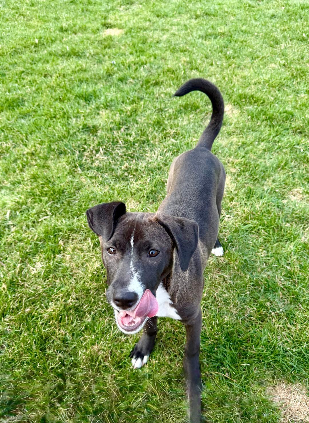 Enlarge Malibu, an adopted mixed breed in Huntley, IL image 6/6