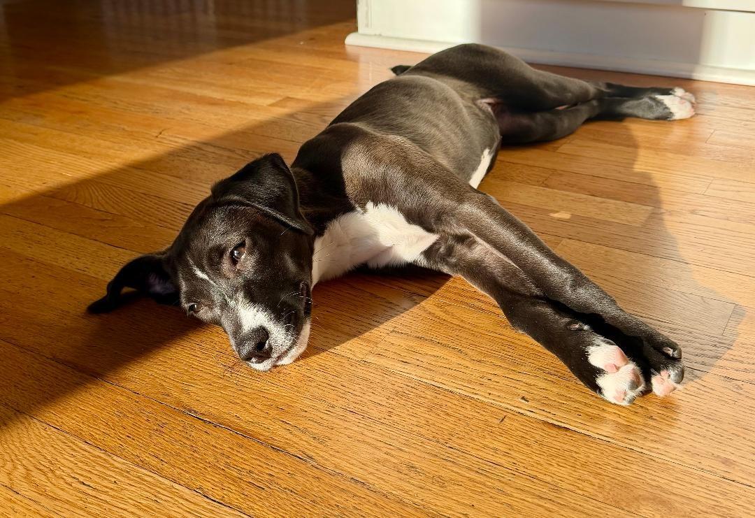 Enlarge Malibu, an adopted mixed breed in Huntley, IL image 3/6