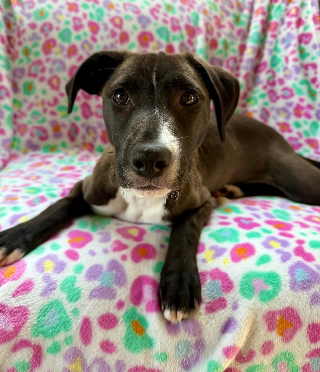 Enlarge Malibu, an adopted mixed breed in Huntley, IL image 4/6