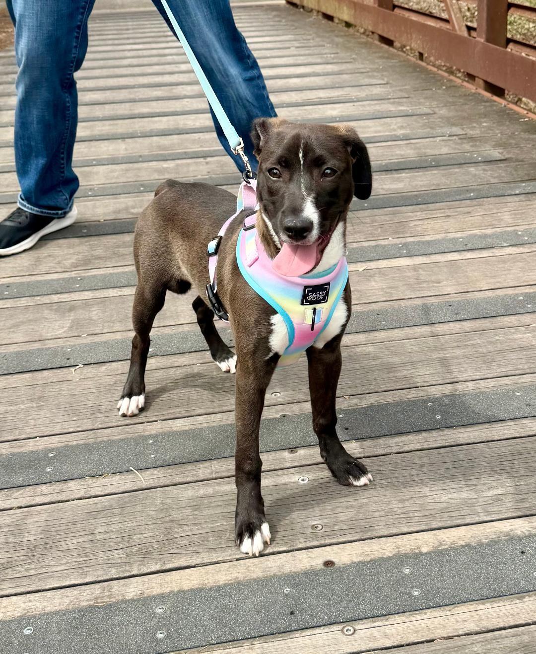 Enlarge Malibu, an adopted mixed breed in Huntley, IL image 1/6
