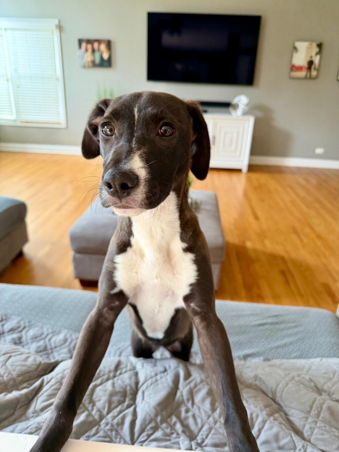 Enlarge Malibu, an adopted mixed breed in Huntley, IL image 2/6