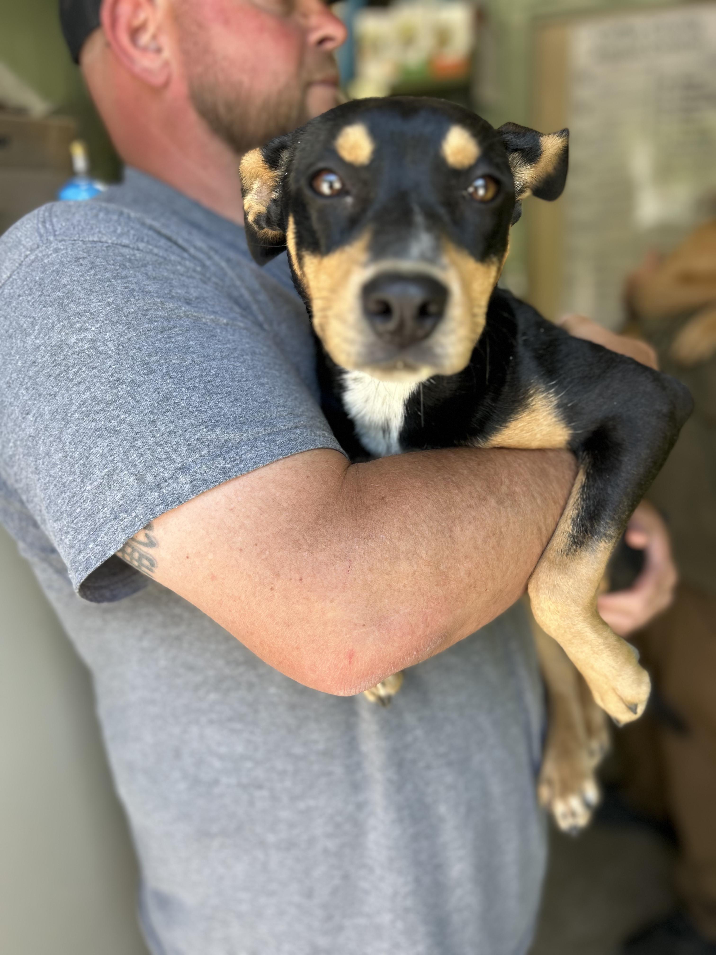 Mallory, a ADOPTABLE Mixed Breed in Manchester, TN image 3/3