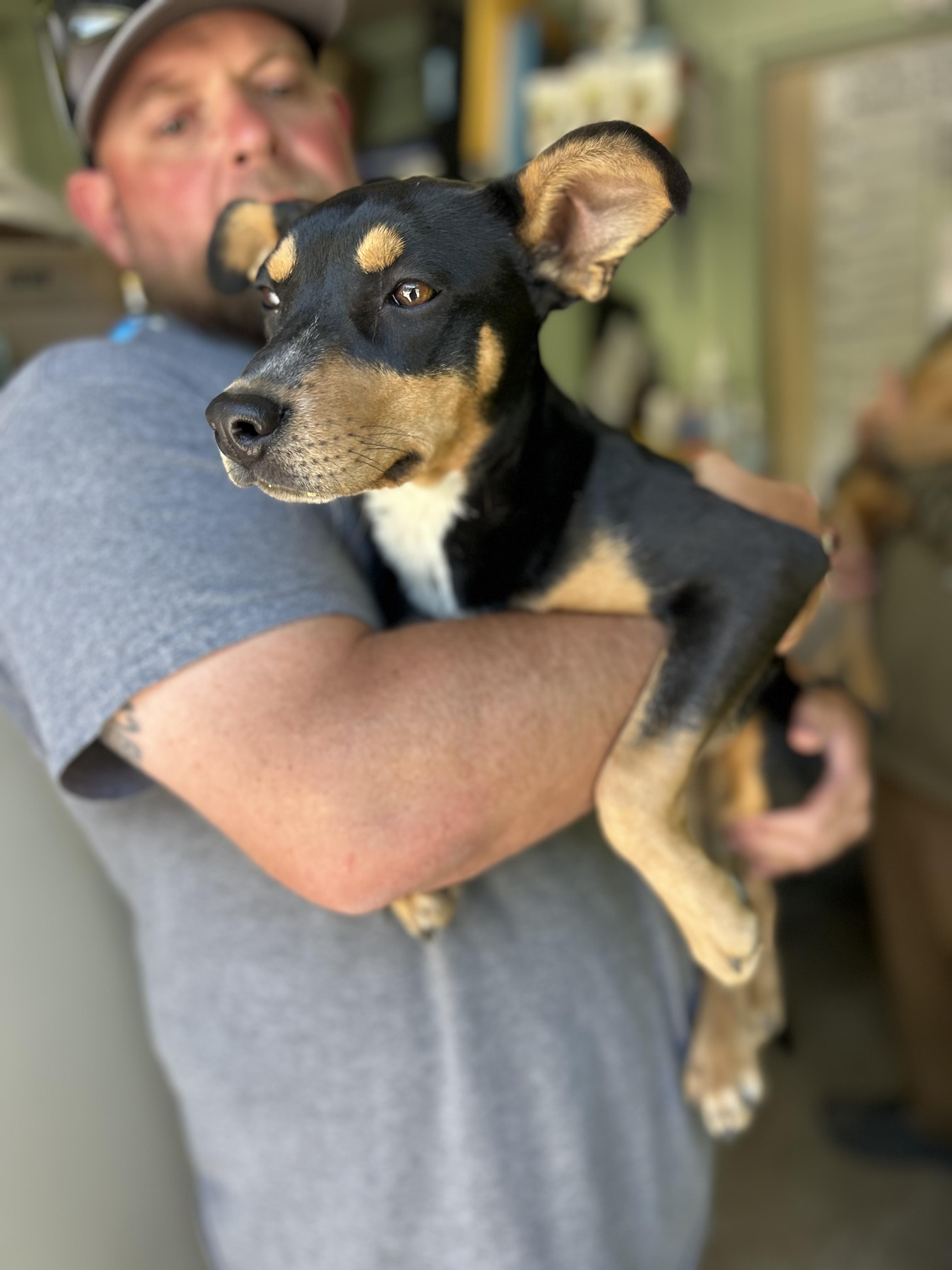 Mallory, a ADOPTABLE Mixed Breed in Manchester, TN image 2/3