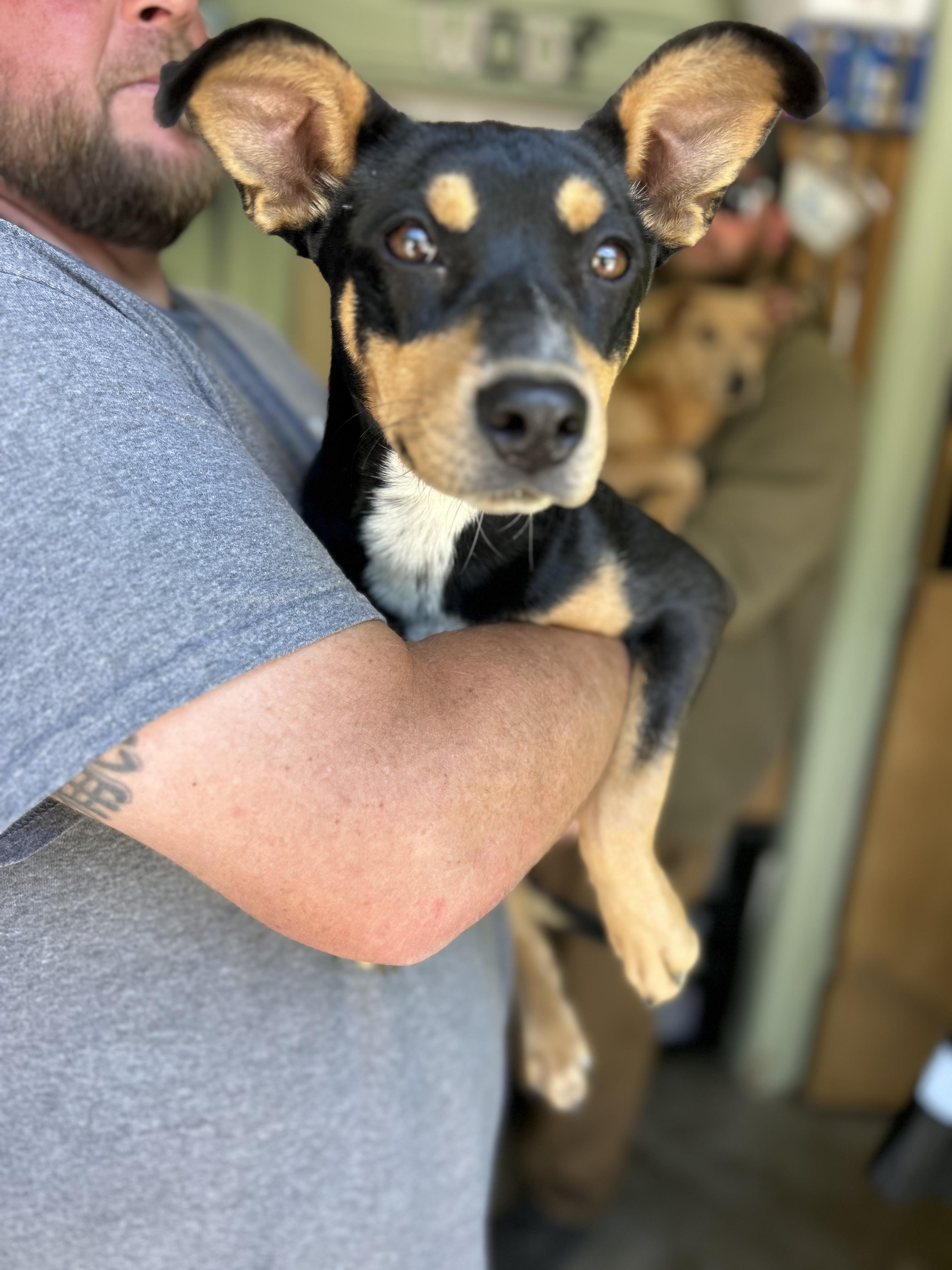 Mallory, ADOPTABLE, Puppy Female Mixed Breed.
