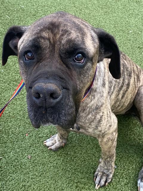 Enlarge FOXY, a Adoptable Mastiff in Fayetteville, NC image 1/1
