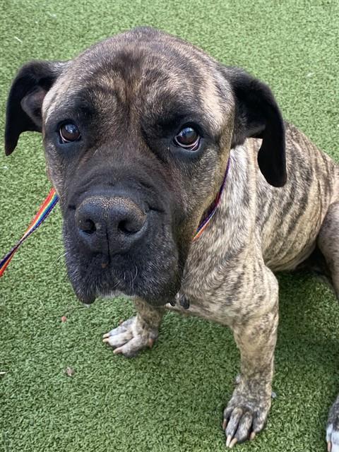 Enlarge FOXY, a Adoptable Mastiff in Fayetteville, NC image 1/1