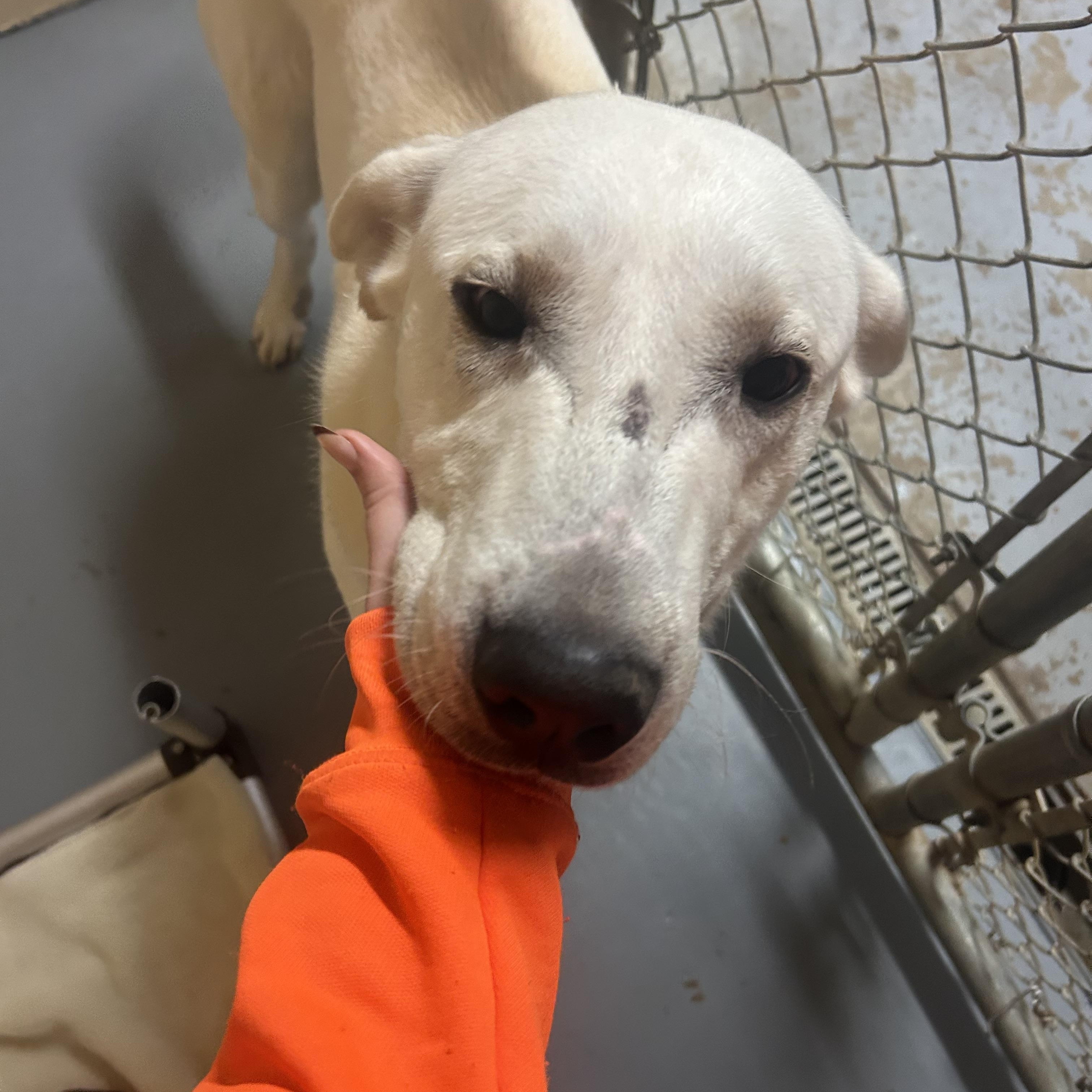 Buster, adopted, Young Male Great Pyrenees.