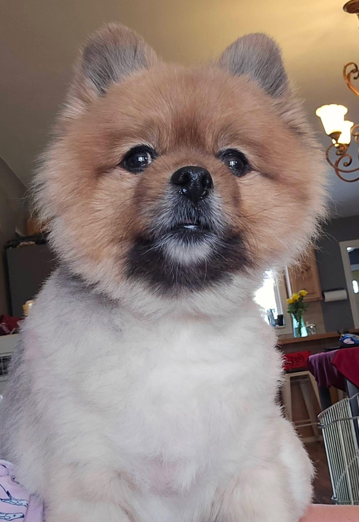 Enlarge Duke, a ADOPTABLE Pomeranian in Powell Butte, OR image 6/6